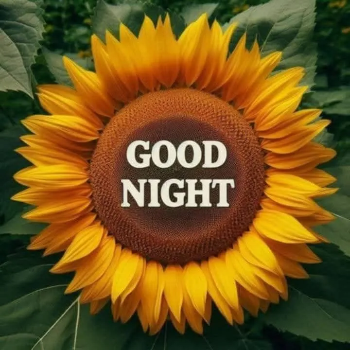 Sunflower Night Image for a Bright and Peaceful Sleep