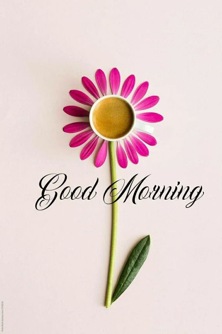 Sunflower on Light Pink Background with Morning Text