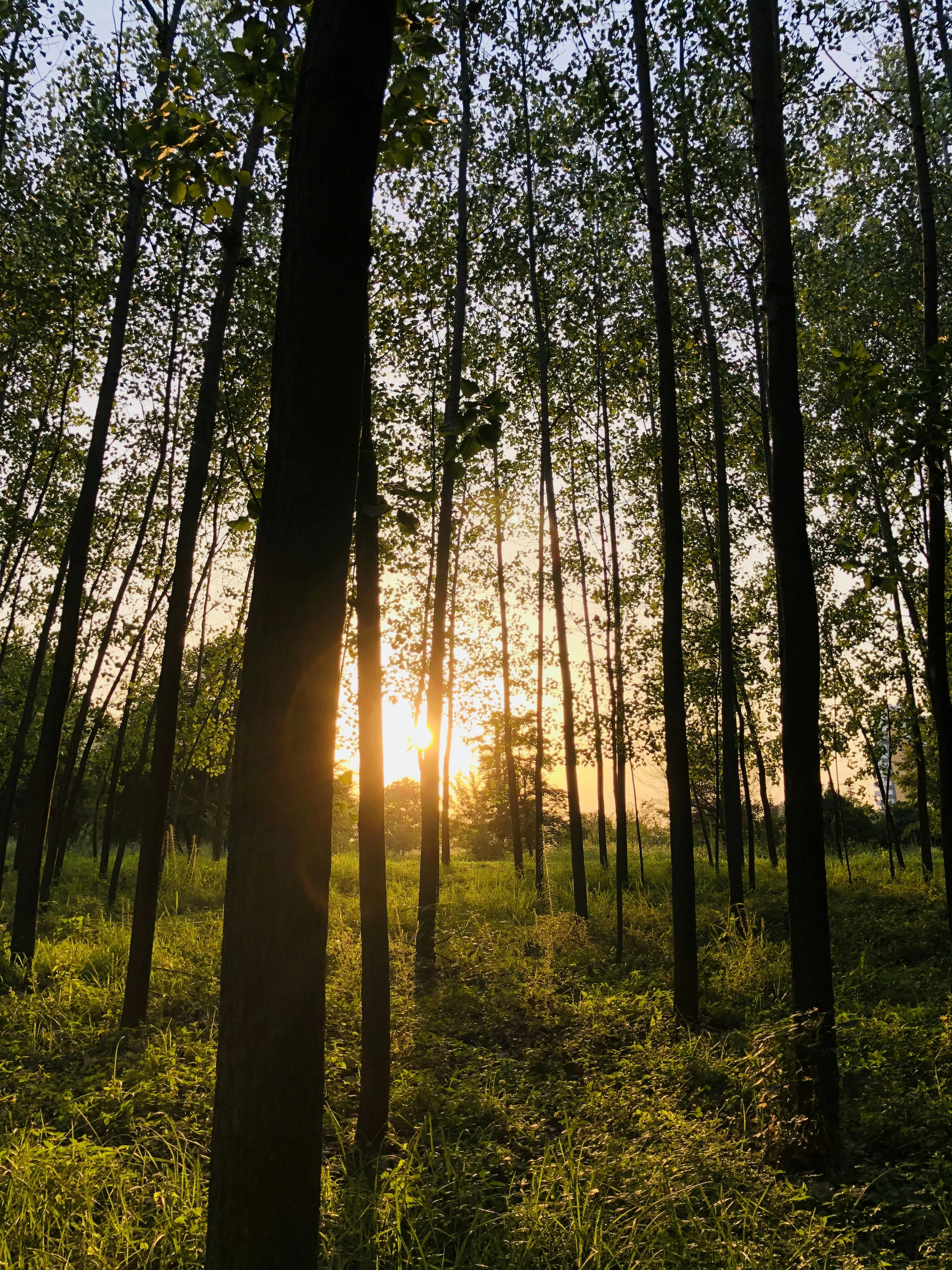 Sunlight Shining Brightly Through Tall Green Trees Wallpaper