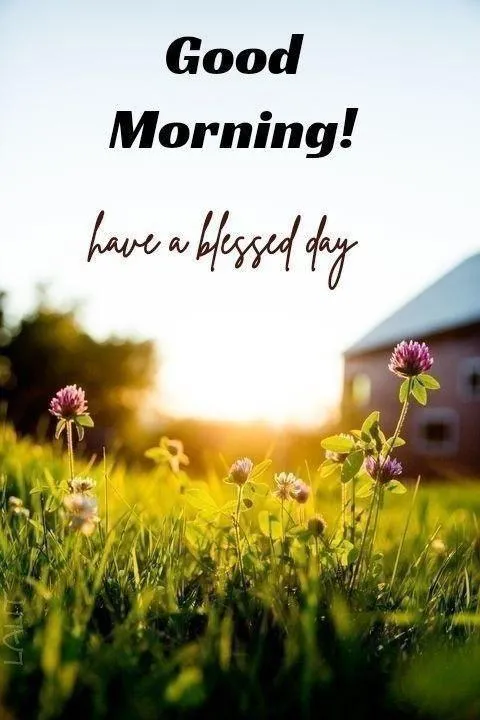 Sunshine and Green Field with Good Morning Text Wallpaper