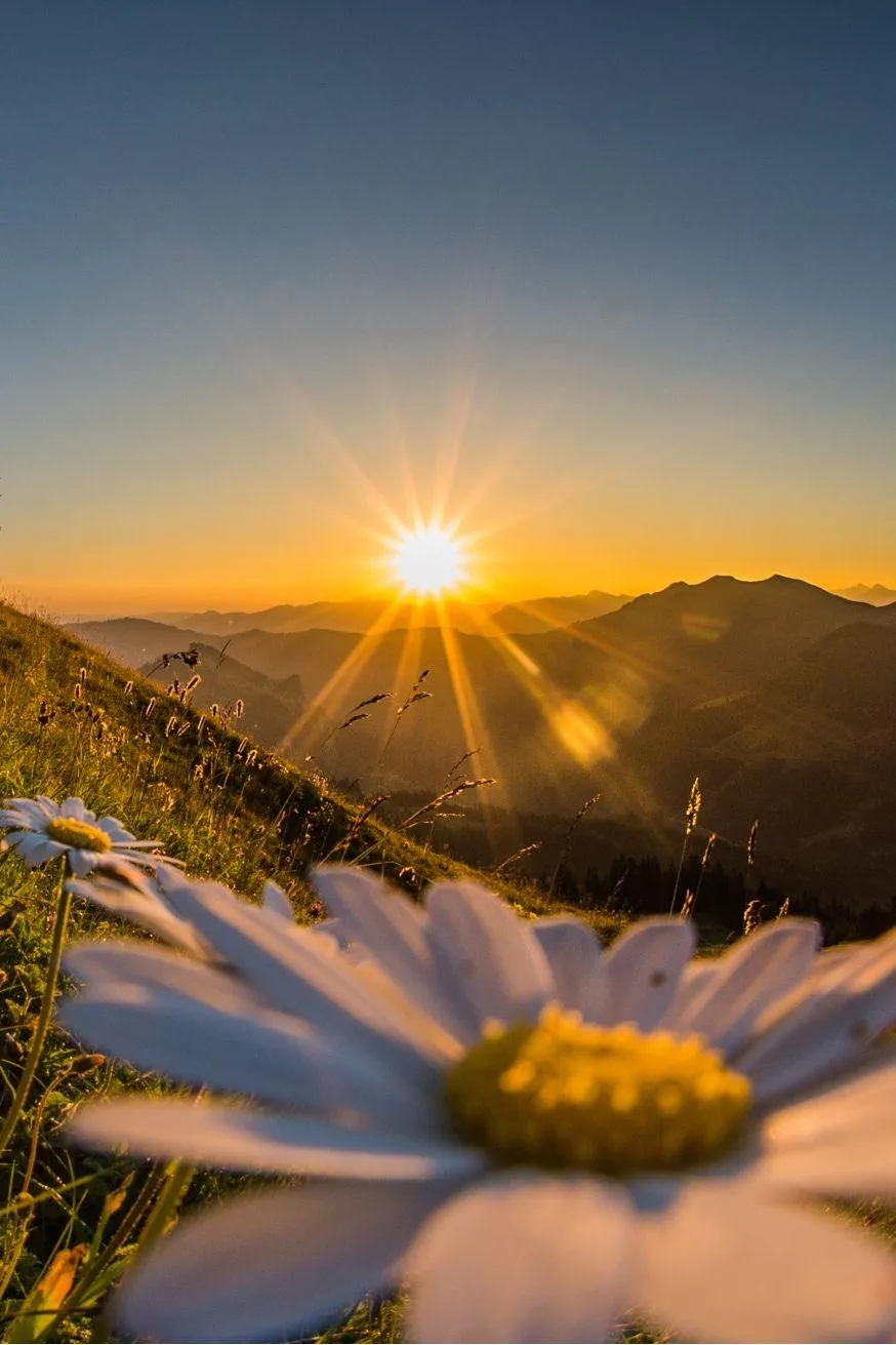 Sunshine Over Hills with Blooming Flowers Morning Wallpaper