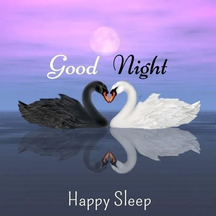 Swan with Good Night Happy Sleep Text Free Wallpaper