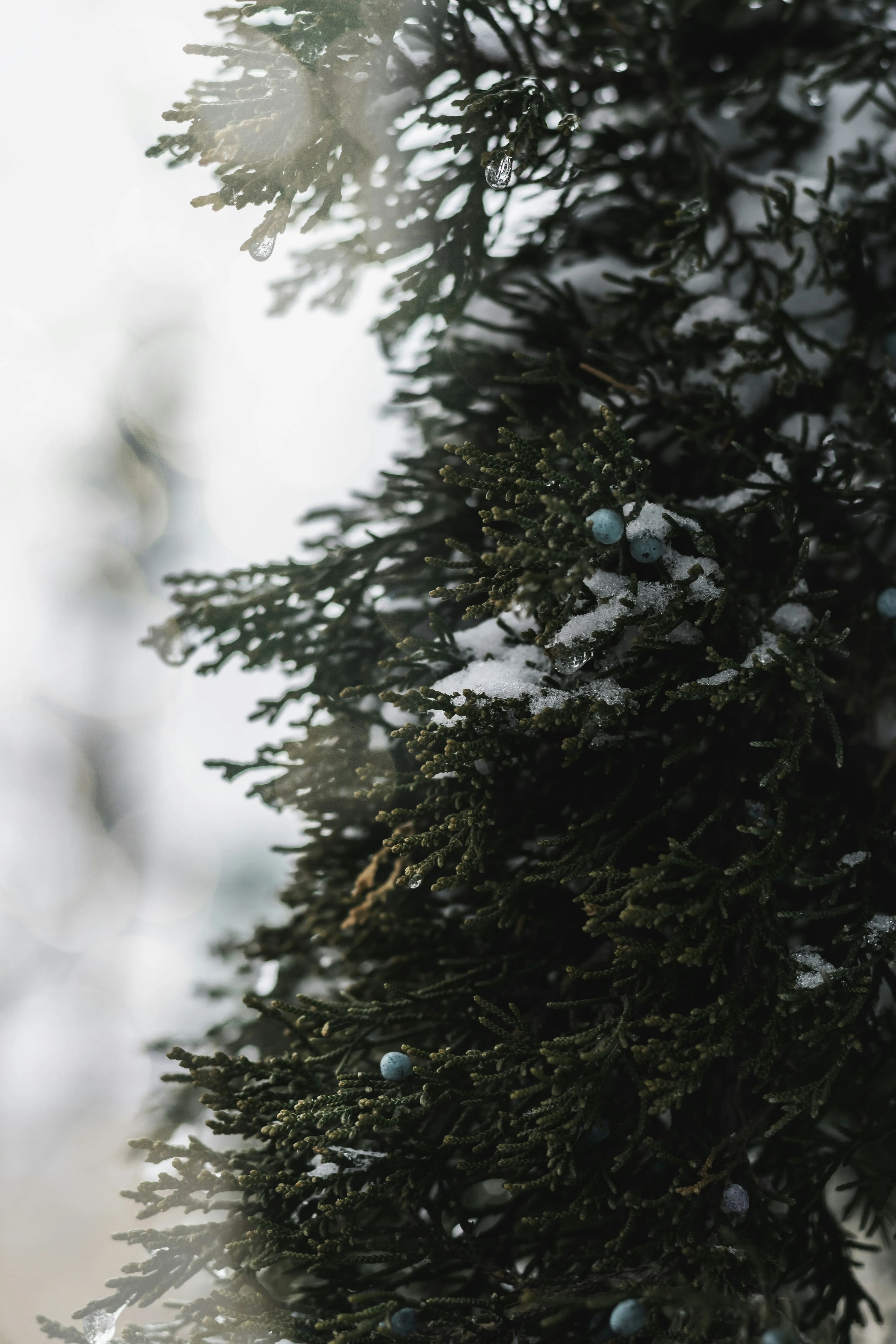 Tall Evergreen Tree Reaching Toward Bright Sky Wallpaper