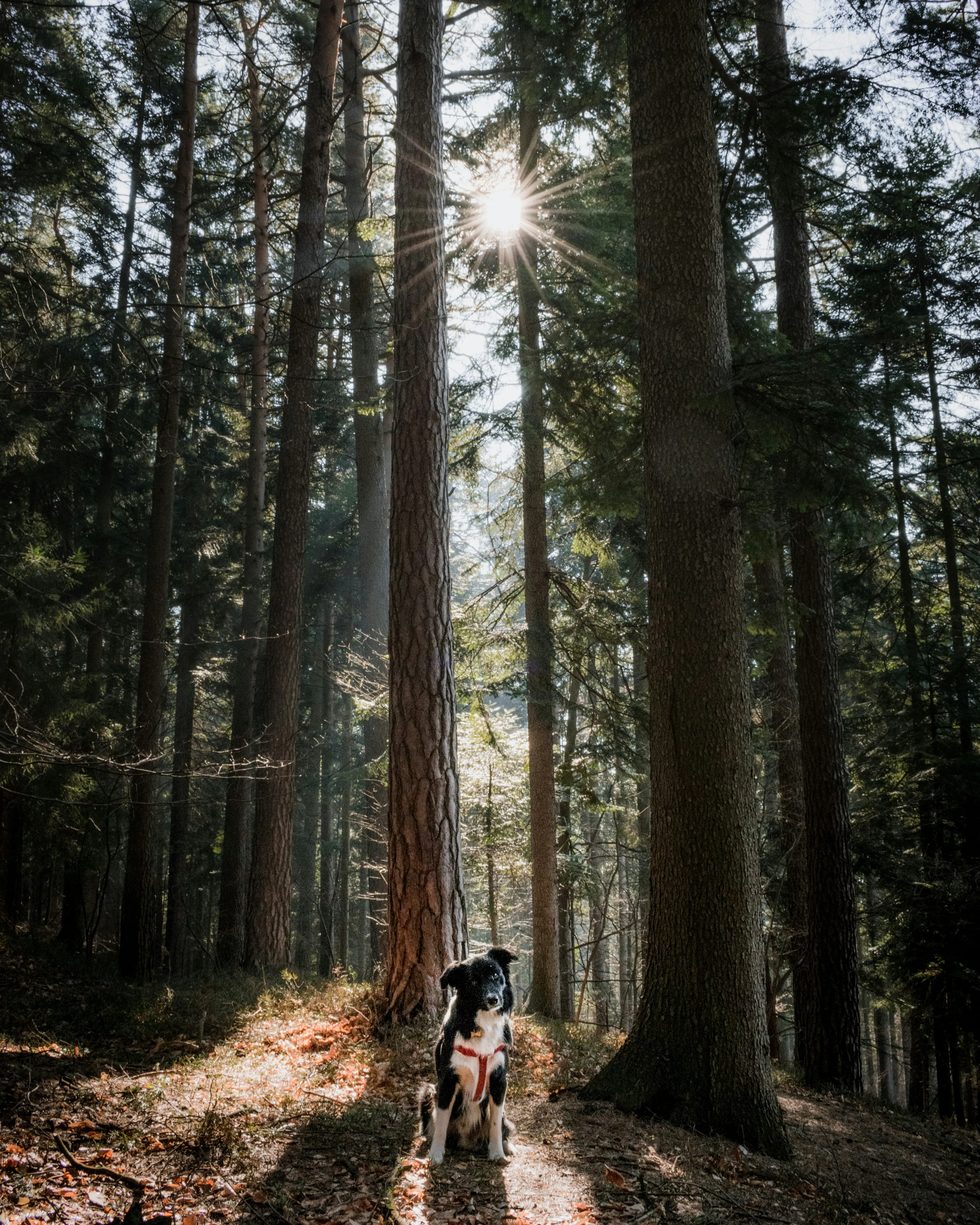 Tall Trees in Forest Reaching Toward Soft Light Wallpaper