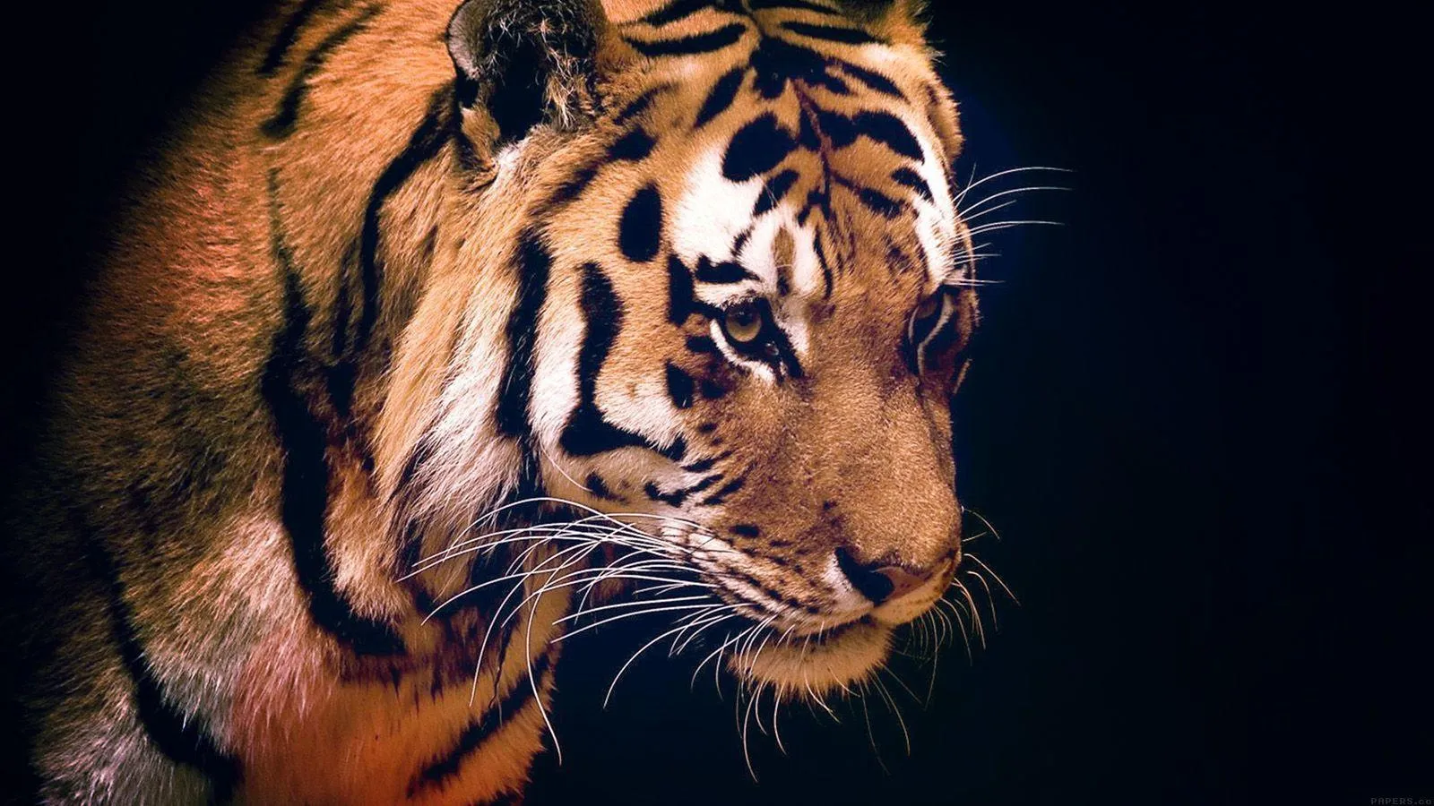 Tiger Image Representing Strength and Affection Wallpaper