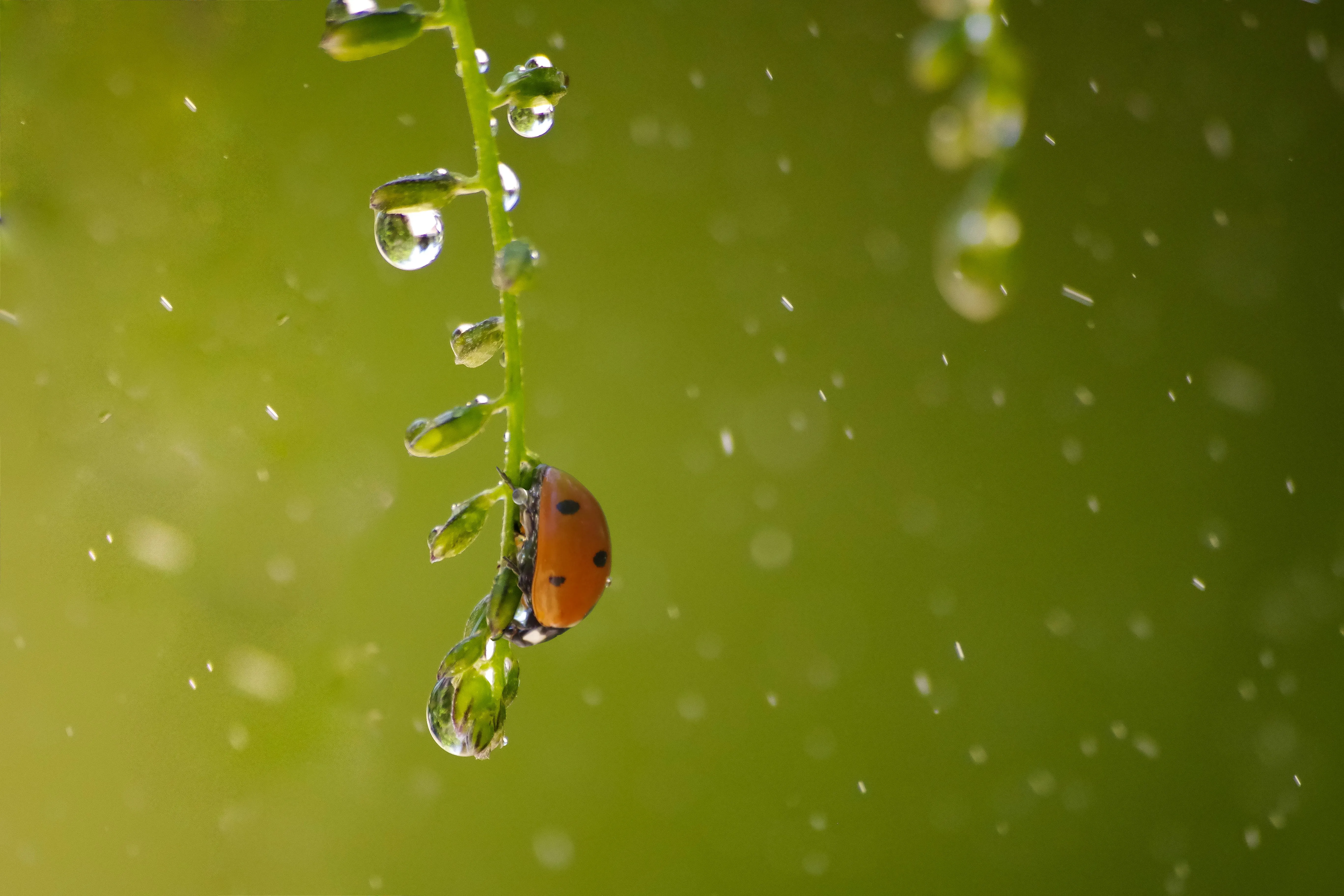 Tiny Insect Resting on Green Leaf After Rainfall Wallpaper