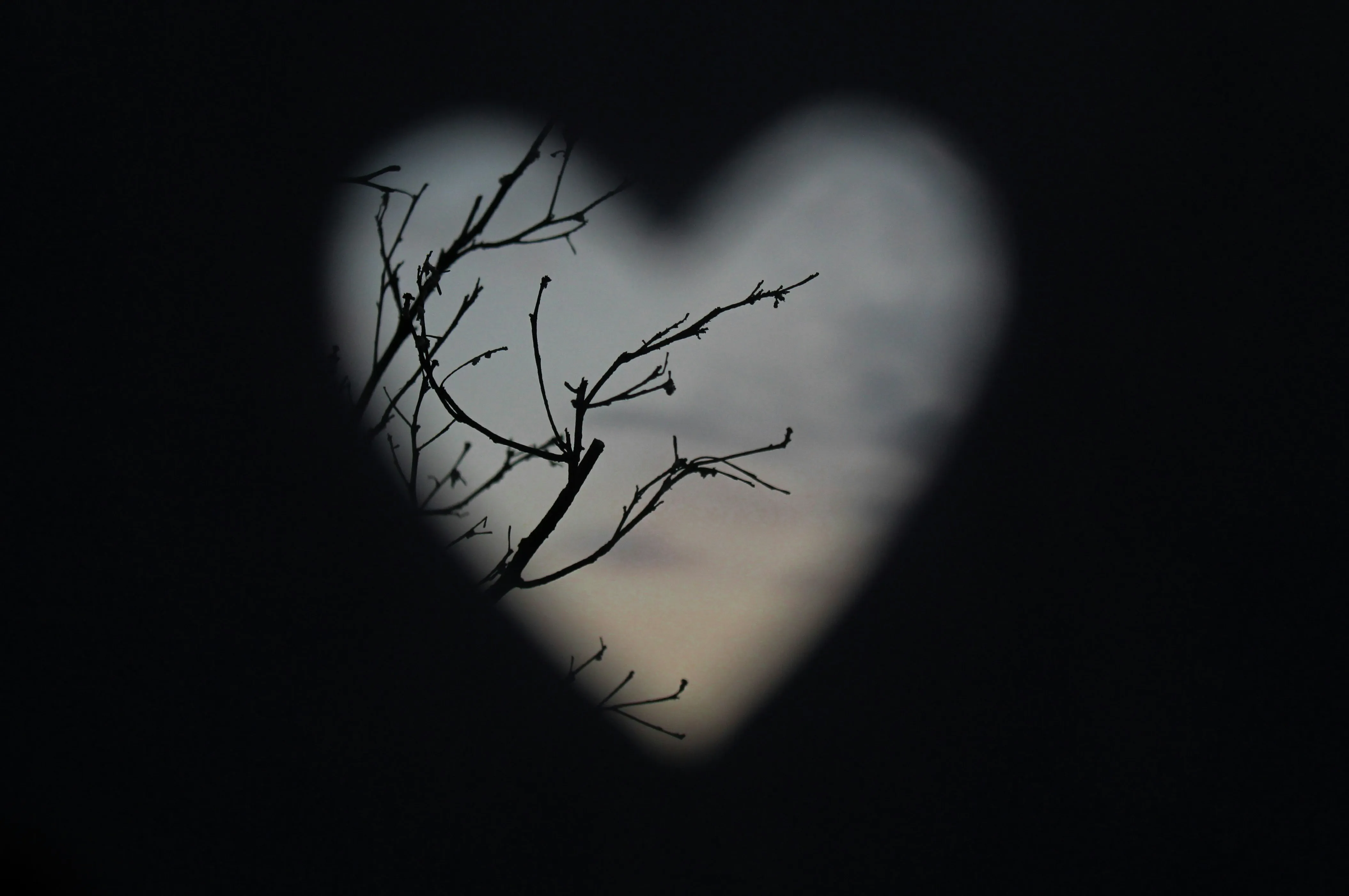 Tree Heart Shadow Expressing Lonely Passion Wallpaper