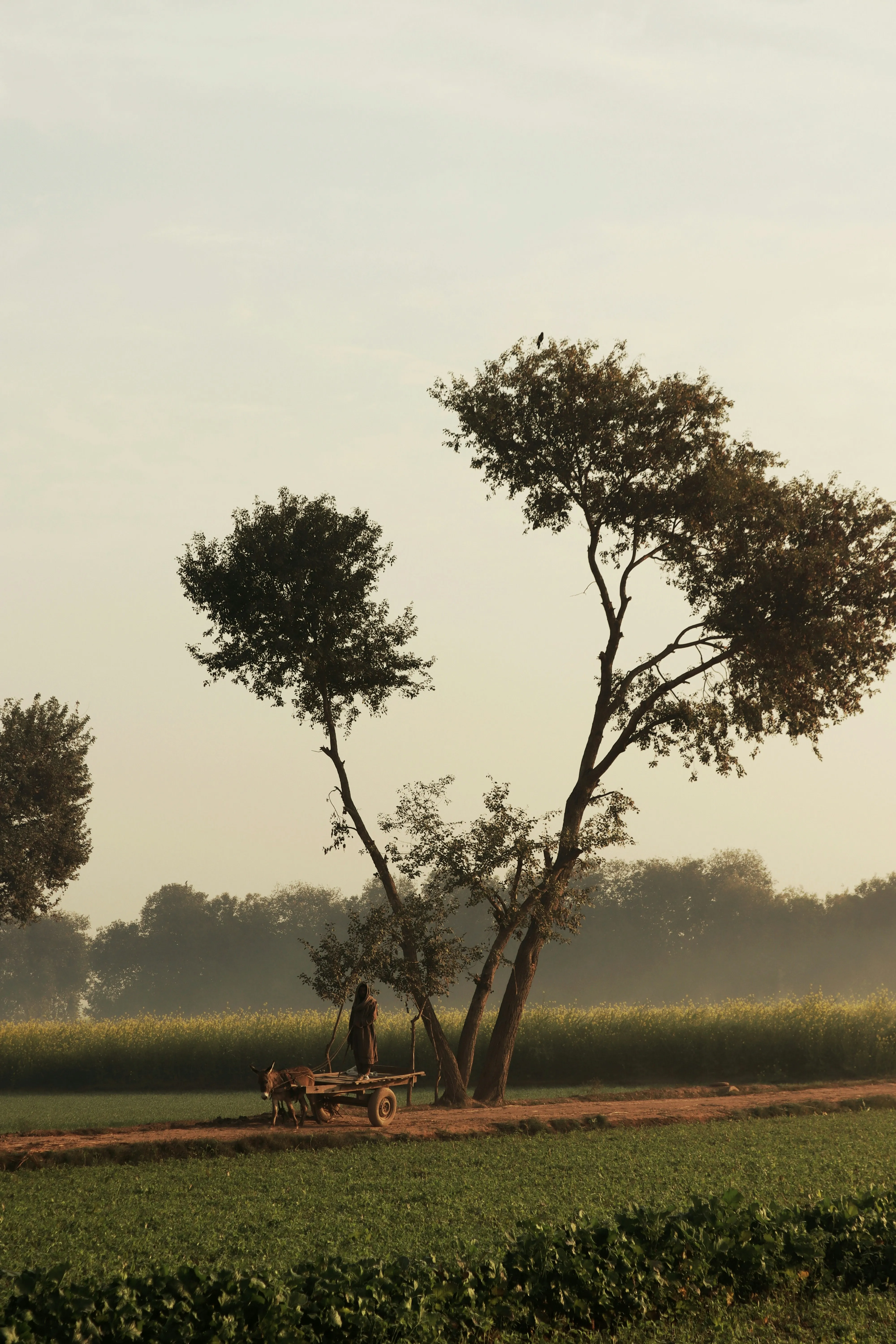 Trees Standing Tall Under Soft Golden Sunset Sky Wallpaper