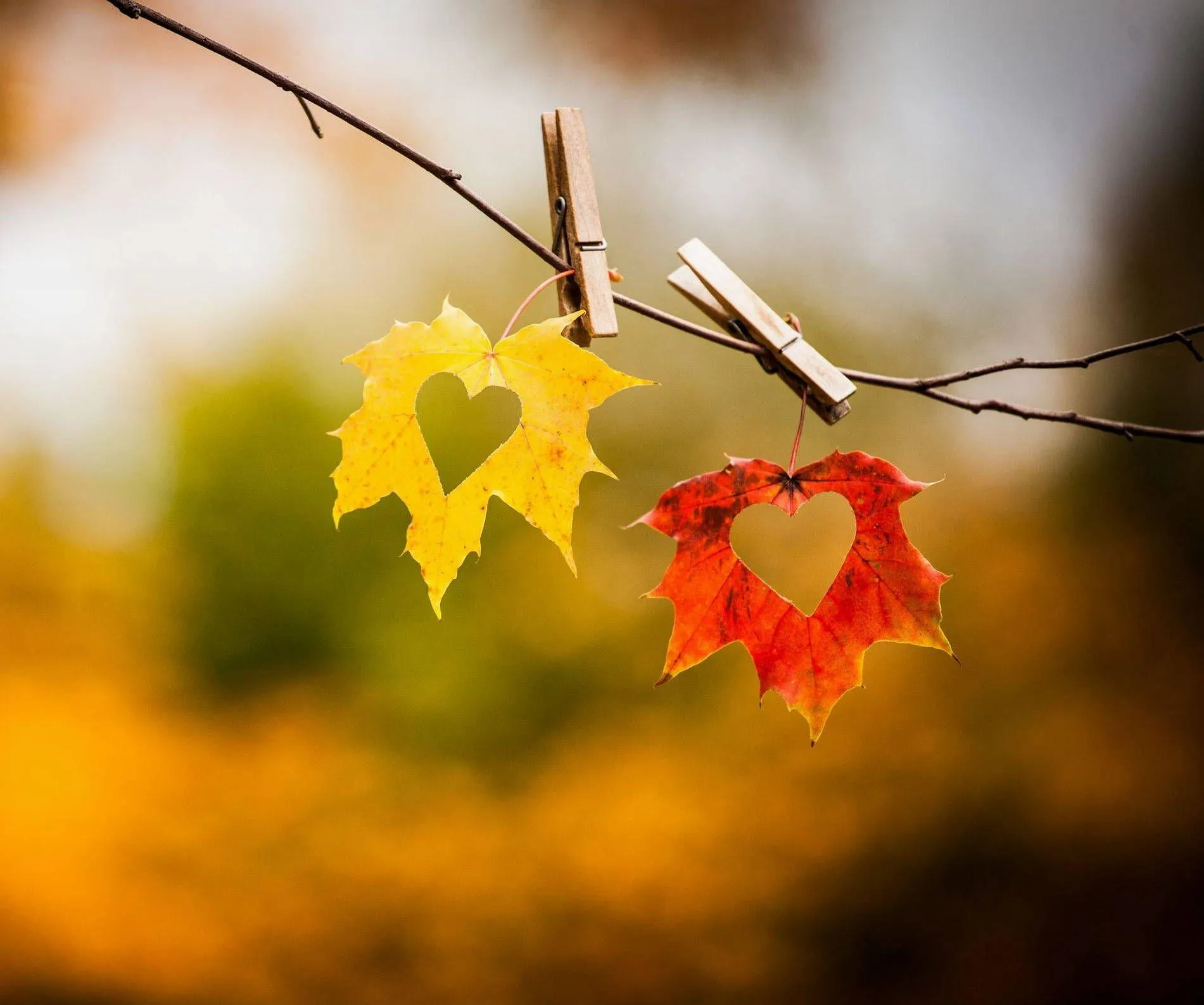 Two Autumn Leaves Depicting Bond of Lasting Love Wallpaper