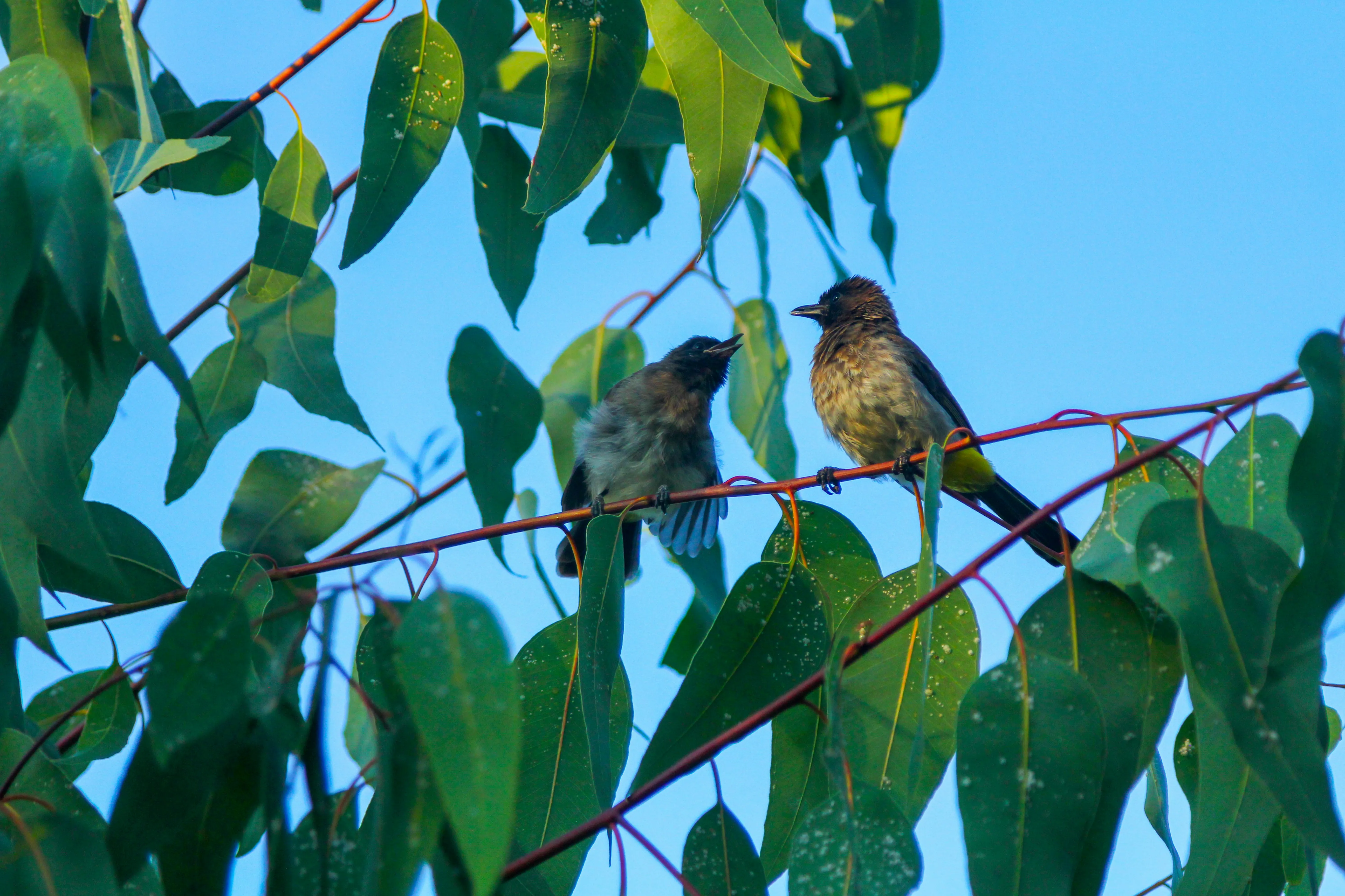 Two Birds Resting Peacefully Among Green Leaves Wallpaper