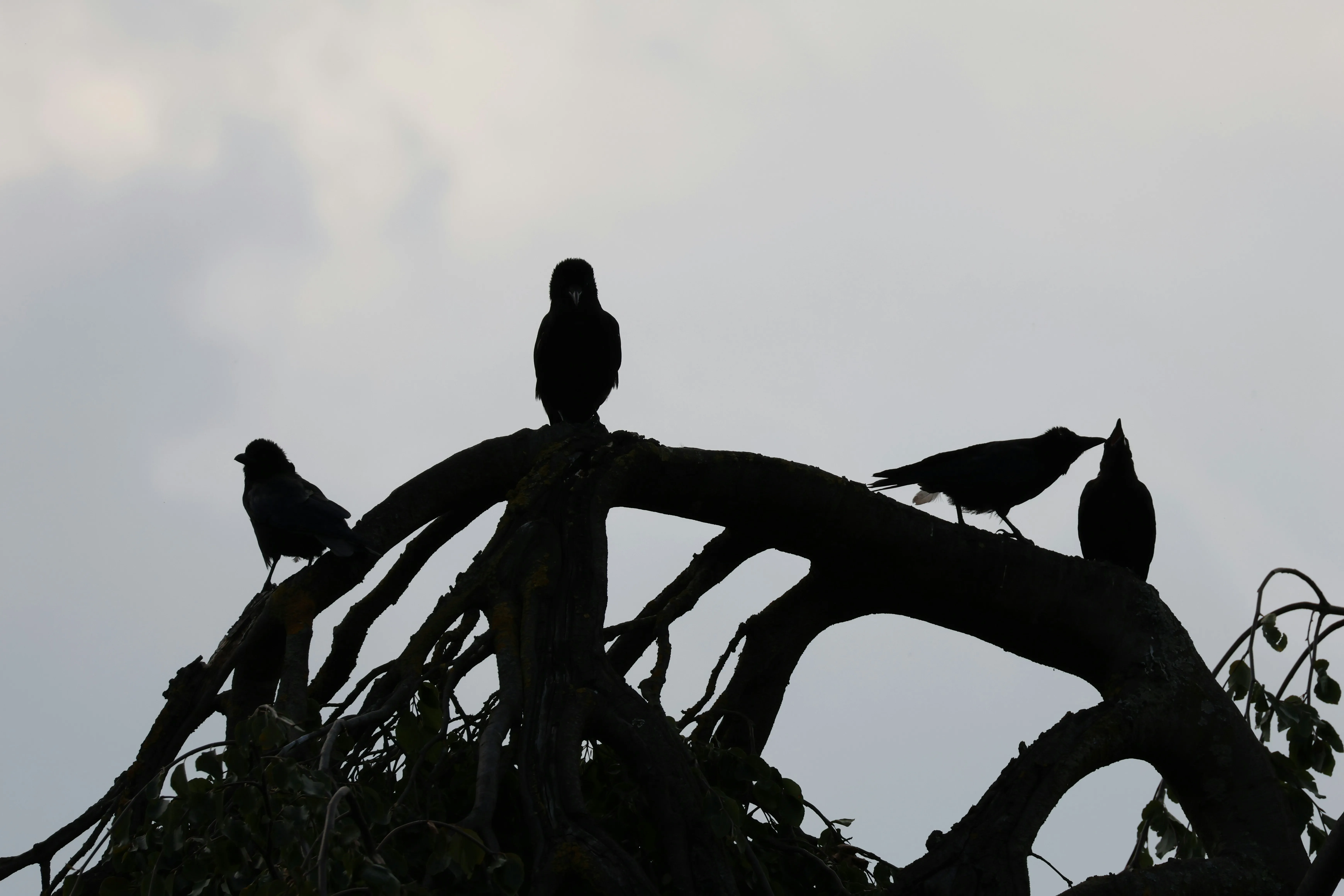 Two Birds Sitting Together on Tree Branch Wallpaper