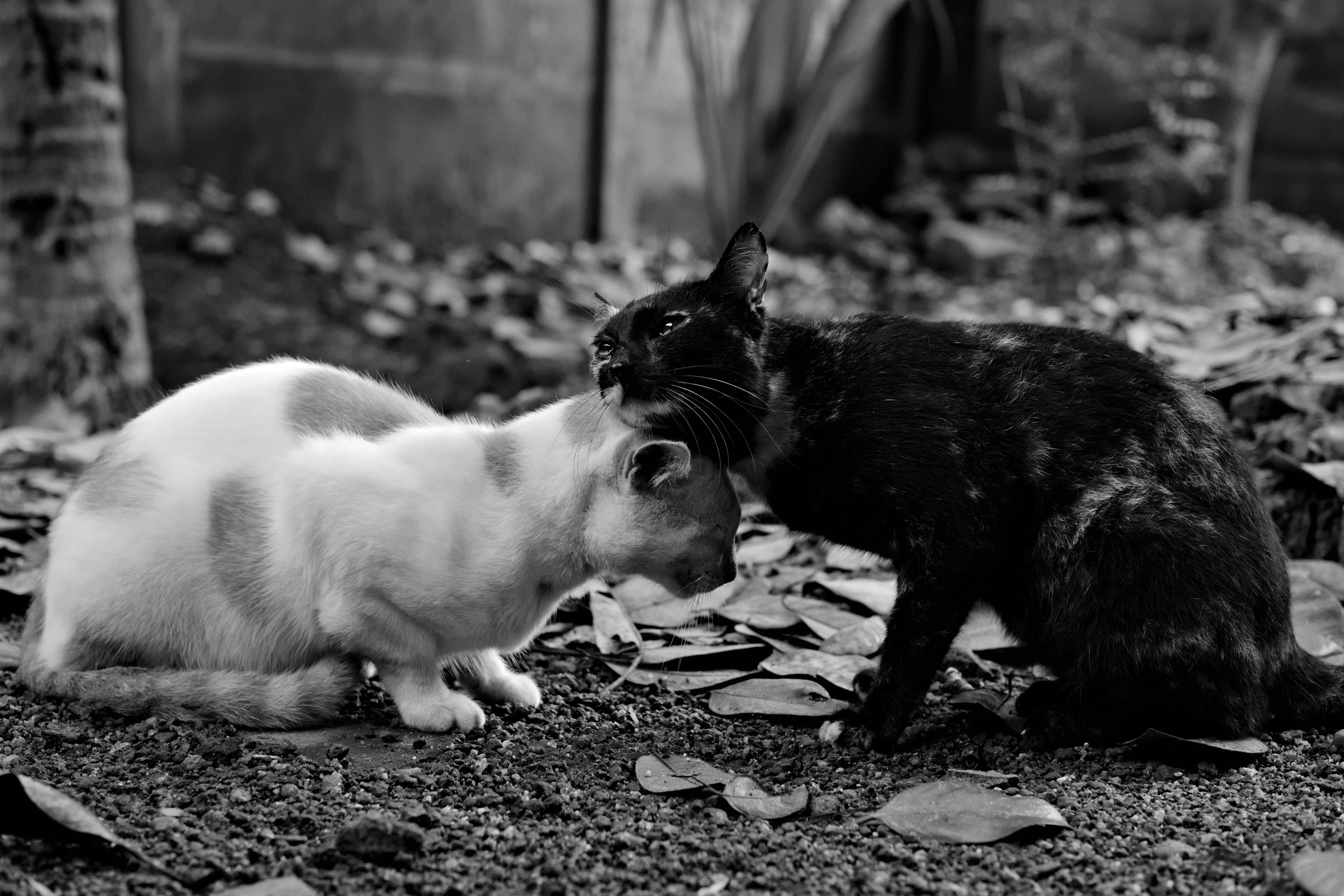 Two Cats Touching Noses Showing Gentle Animal Love