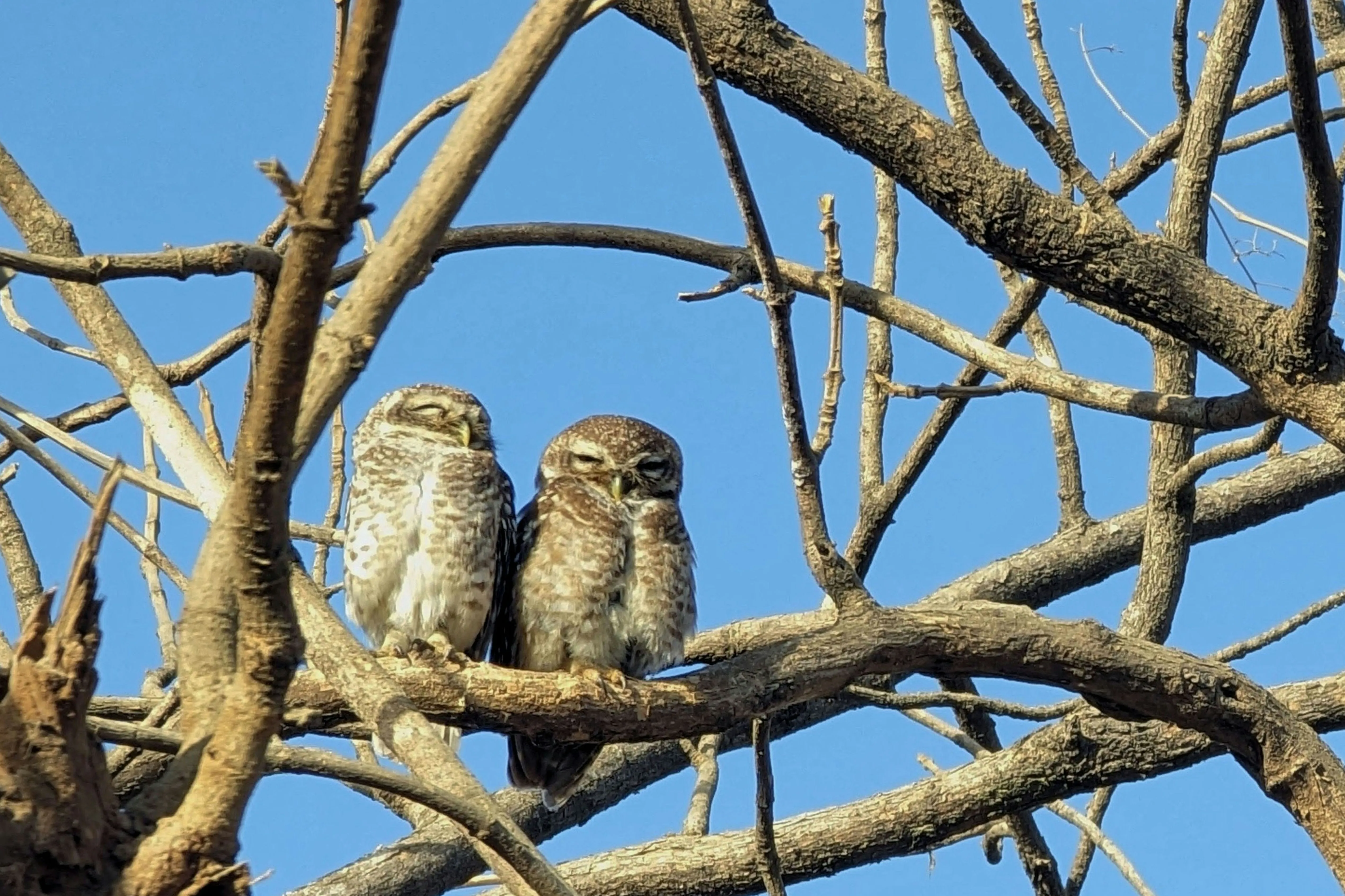 Two Owls Sitting Together in a Peaceful Moment Wallpaper