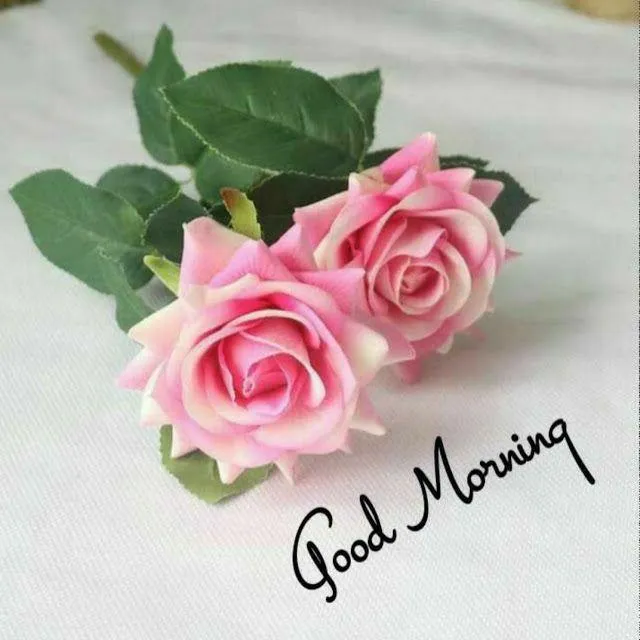 Two Pink Roses Softly Say Have a Beautiful Morning