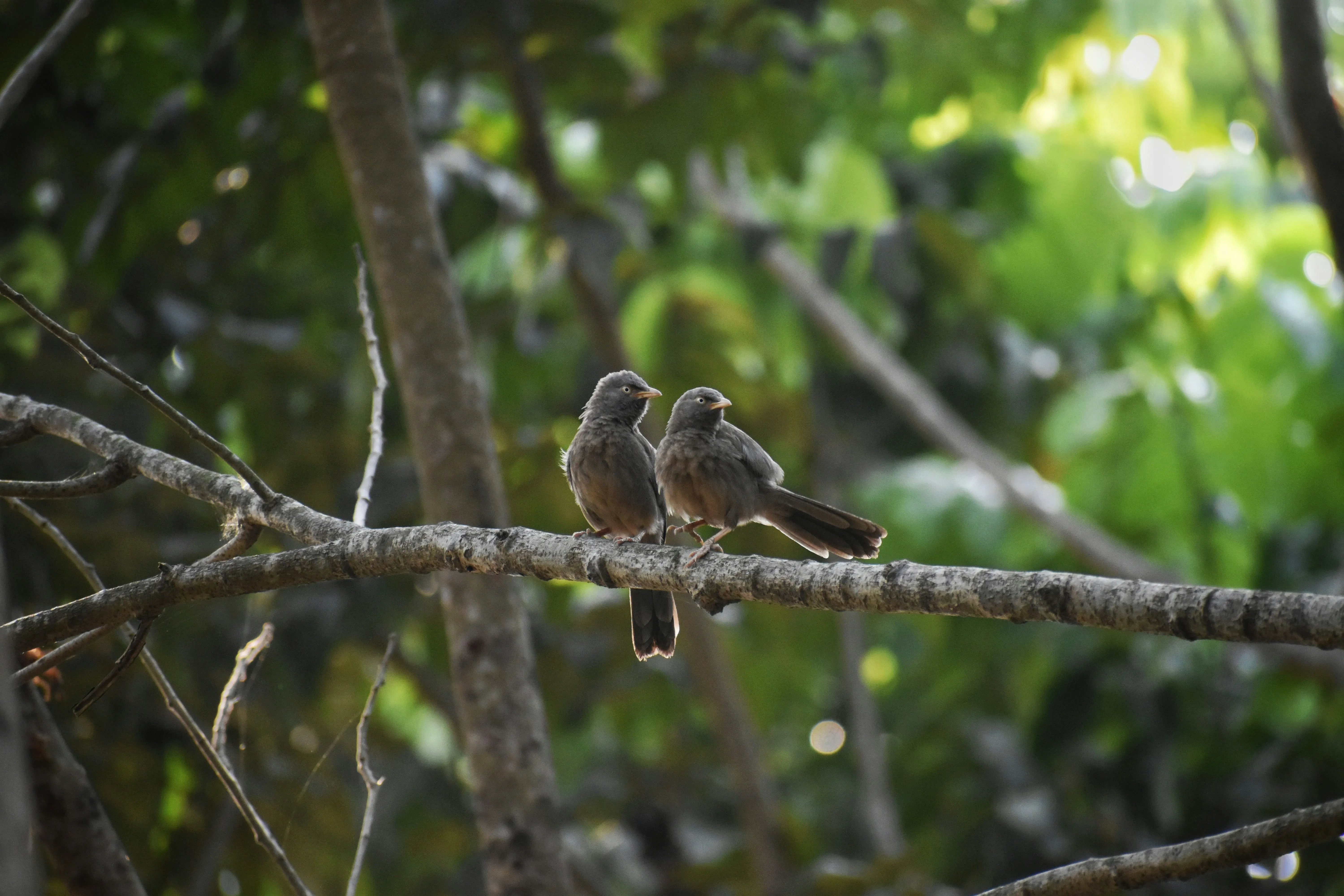 Two Small Birds Resting on a Tree Branch Together Wallpaper
