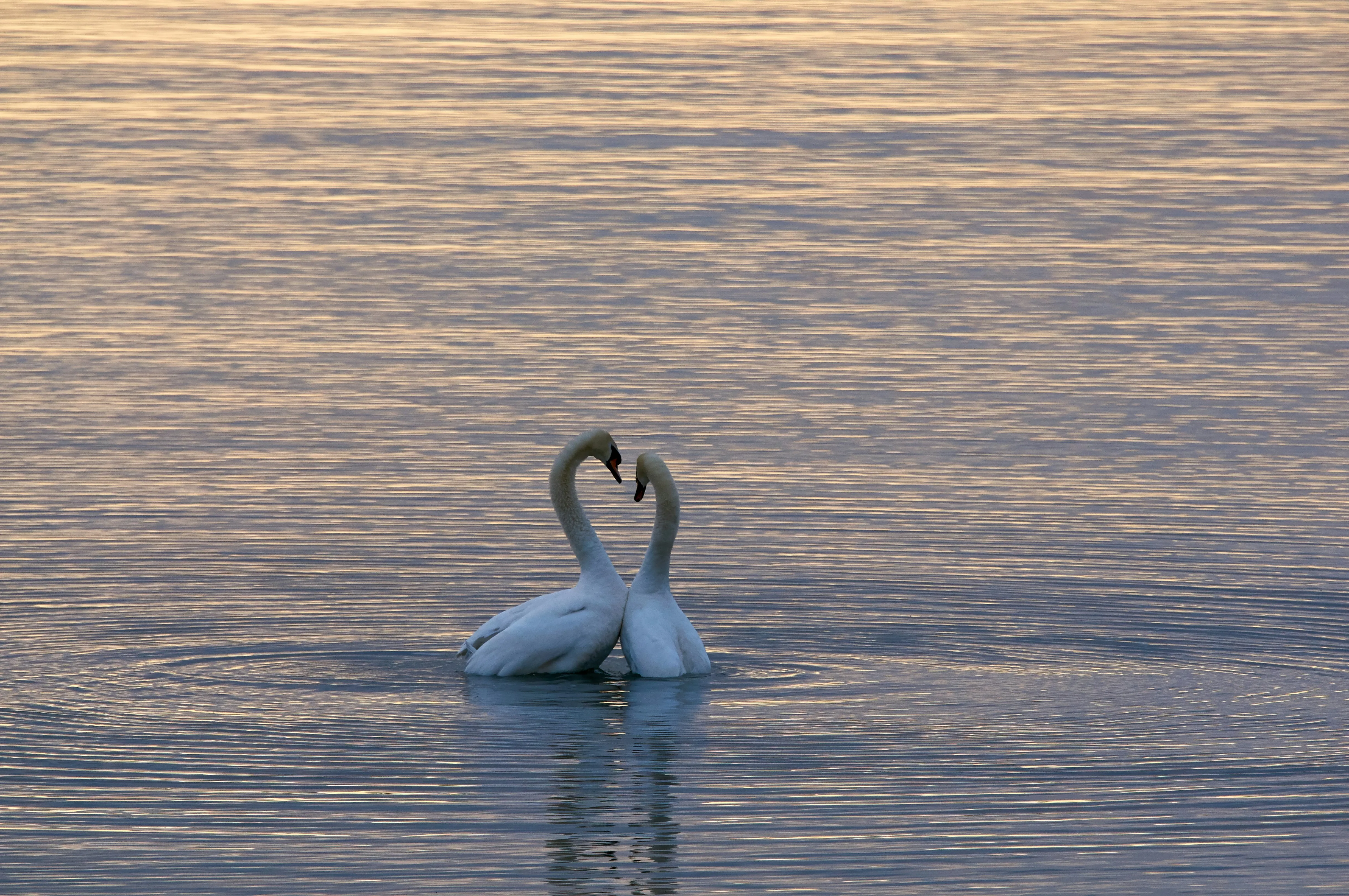 Two Swans Forming Heart Shape in Tranquil Water Wallpaper