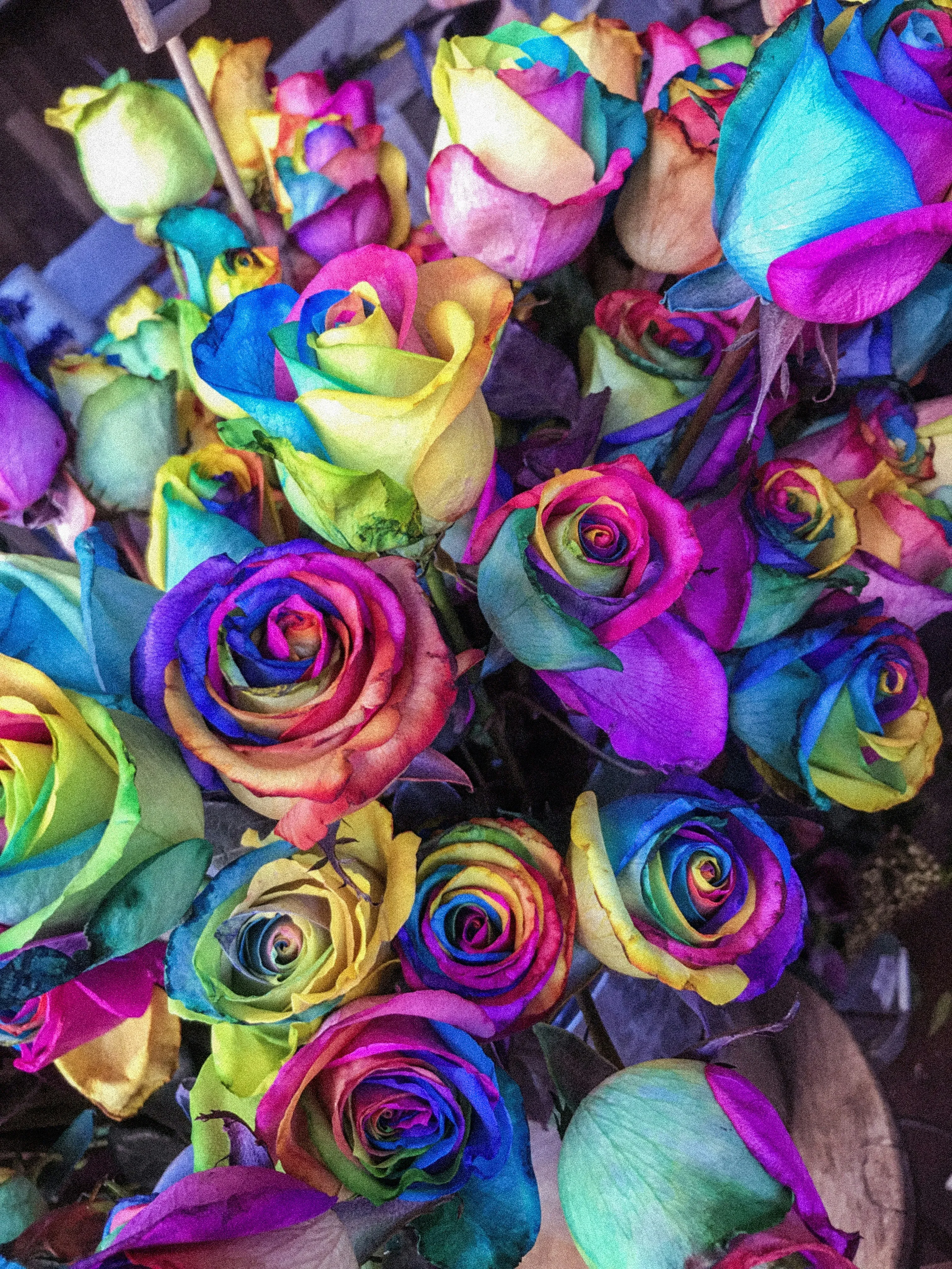 Vibrant Multicolor Roses Symbolizing True Love Wallpaper