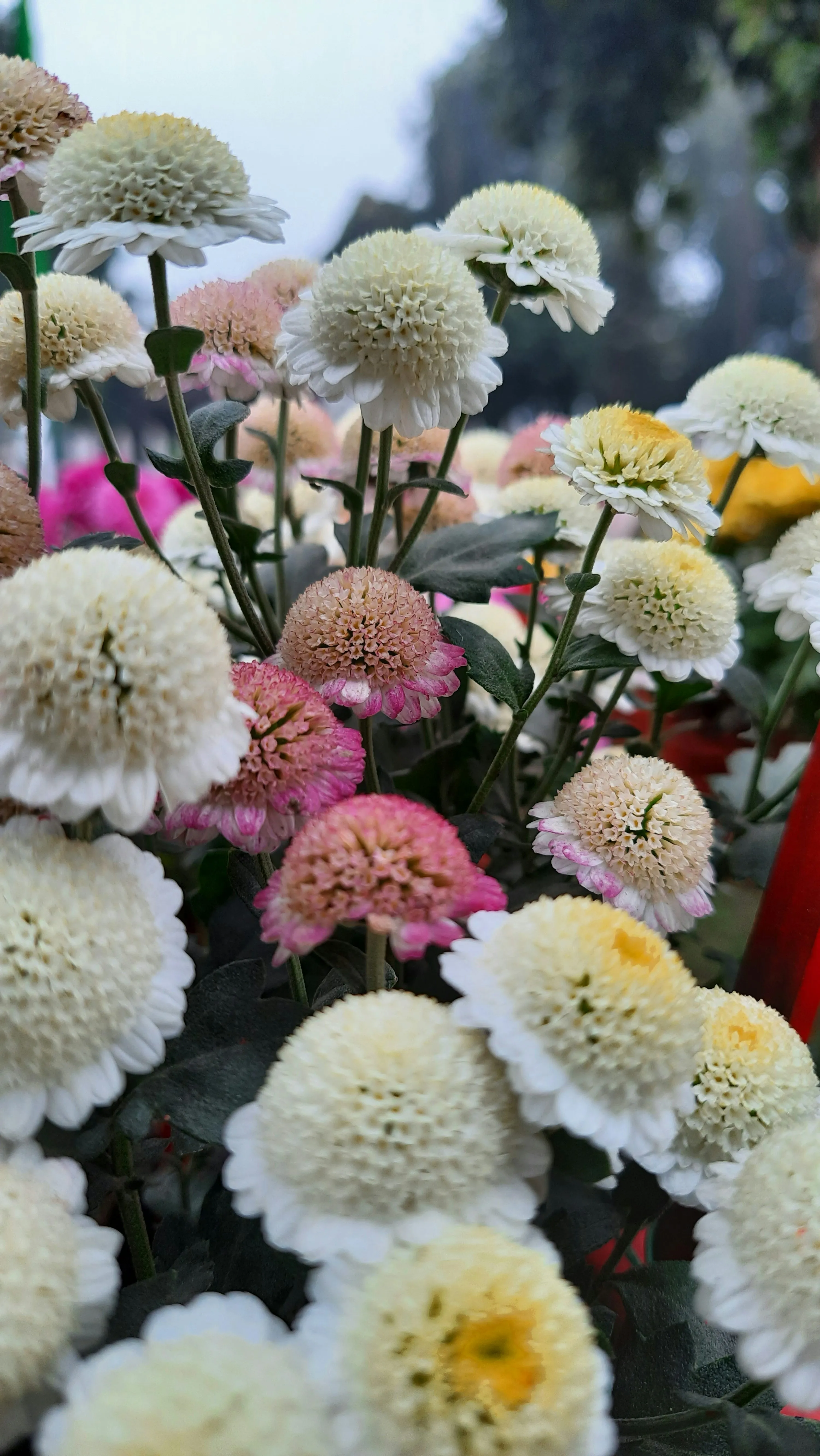 Wallpaper of Bouquet of White and Pink Chrysanthemums