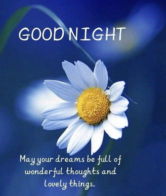 Wallpaper of Good Morning Daisy Flower with Blue Background