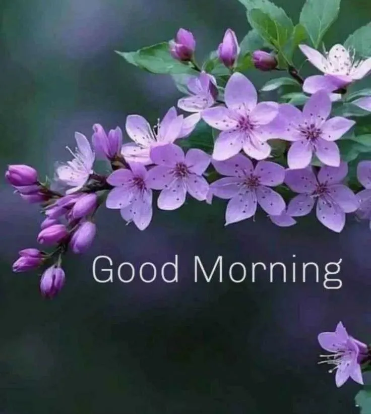 Wallpaper of Good Morning Purple Flowers on Wood Background
