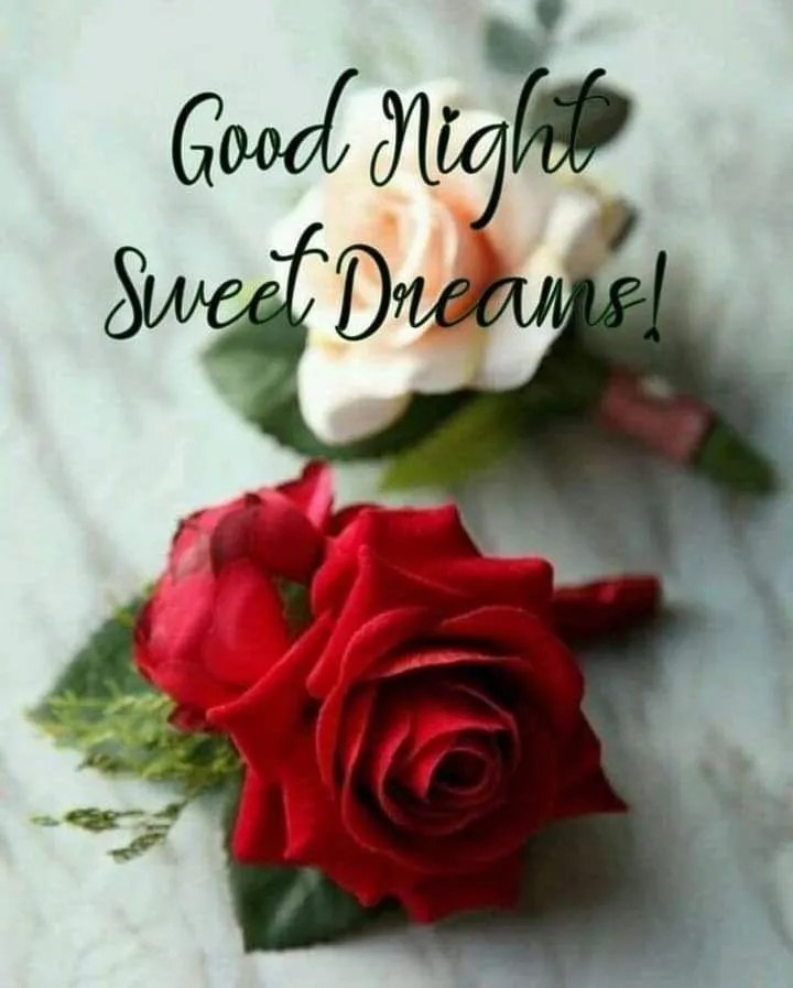 Wallpaper of Good Morning Rose with Dark Background