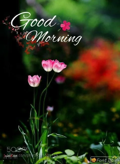 Wallpaper of Good Morning with Red Rose and Dark Background