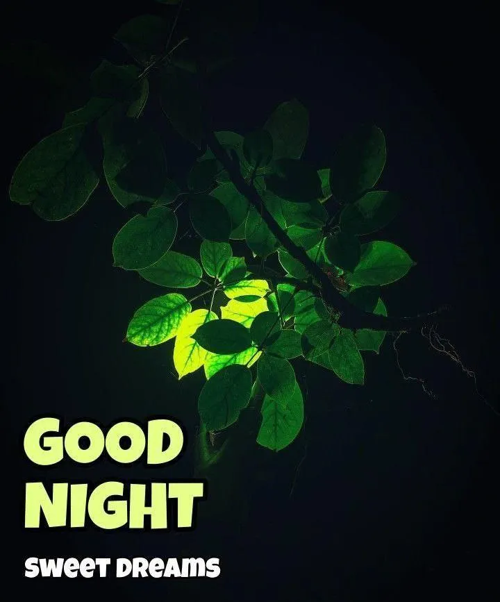 Wallpaper of Good Night Text on Dark Leaf Background