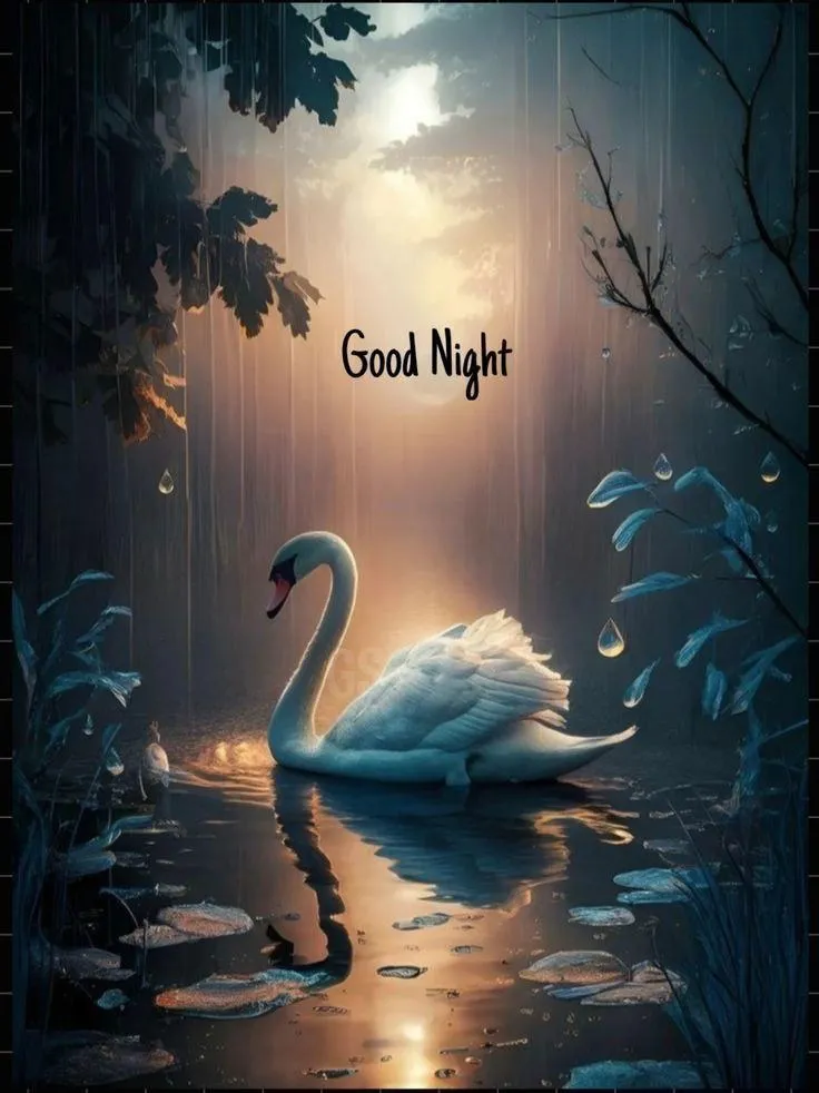 Wallpaper Ofgood Night with Swan and Night Sky Image