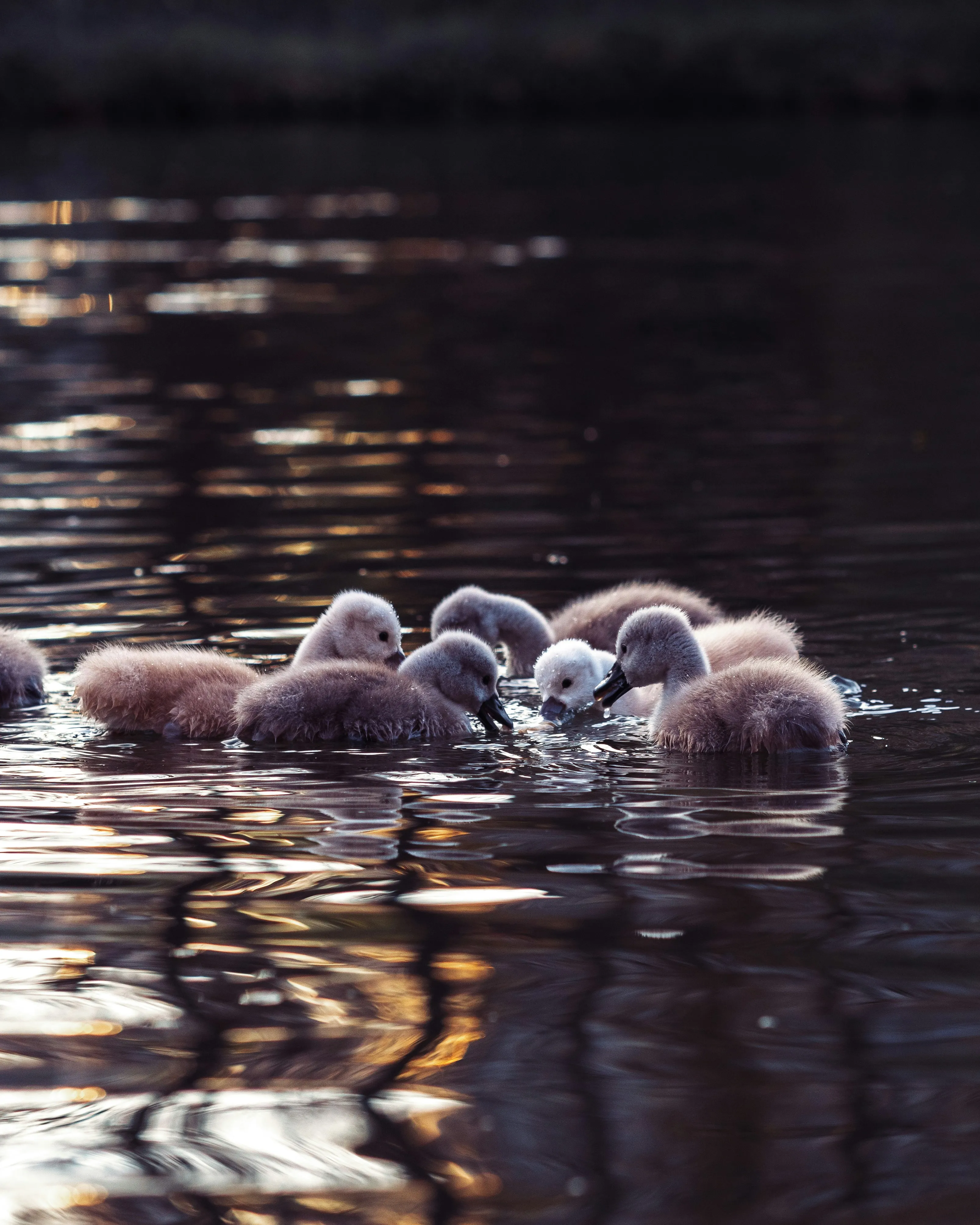 Waterfowl Floating Together on Calm Lake Surface Wallpaper