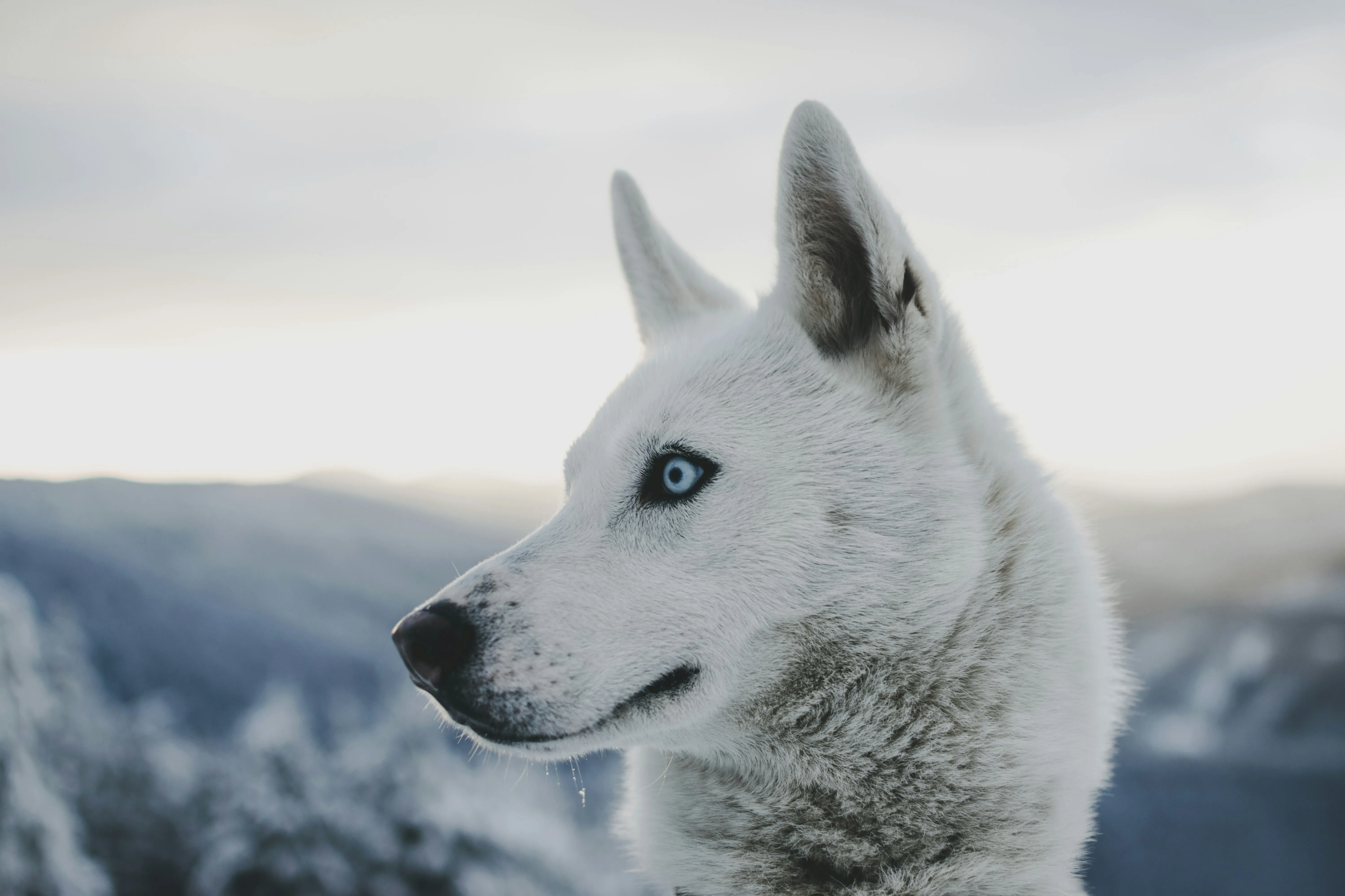White Arctic Dog Standing Peacefully in Snow Wallpaper