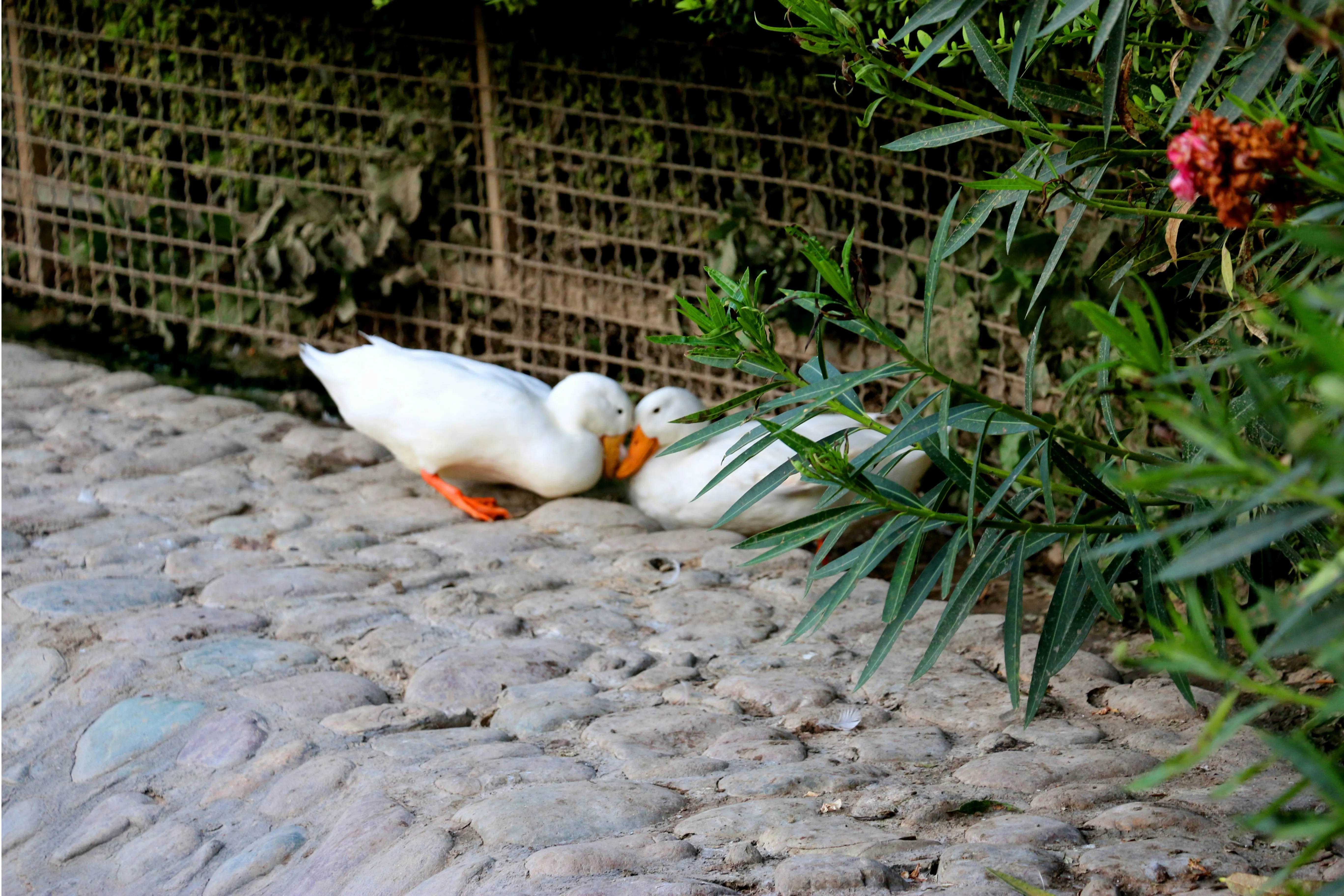 White Ducks Resting Peacefully Beside Garden Path Wallpaper
