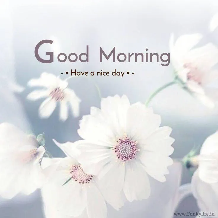 White Floral Morning Design with Elegant Soft Touch