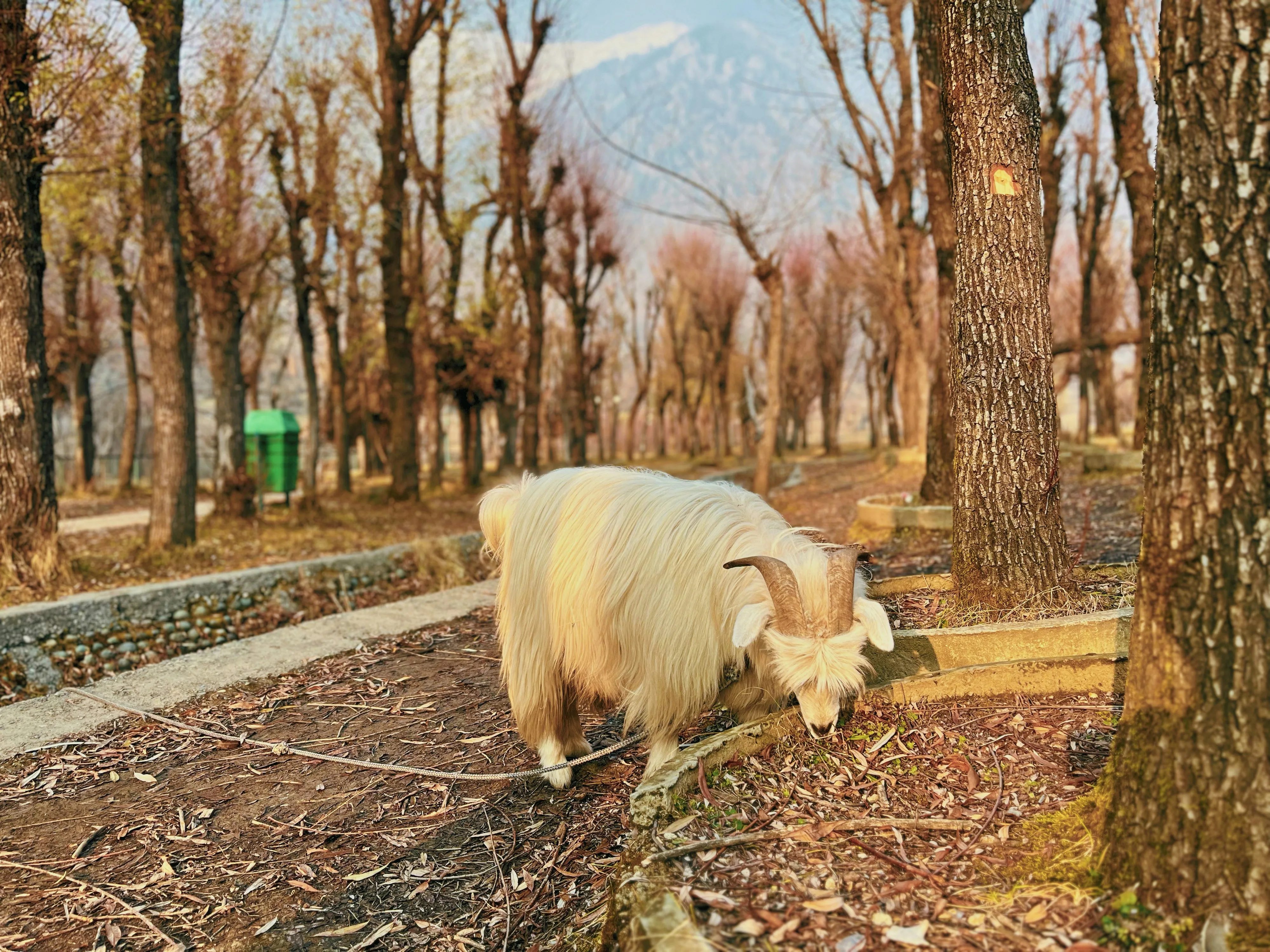 White Goat Grazing Peacefully in Quiet Forest Wallpaper