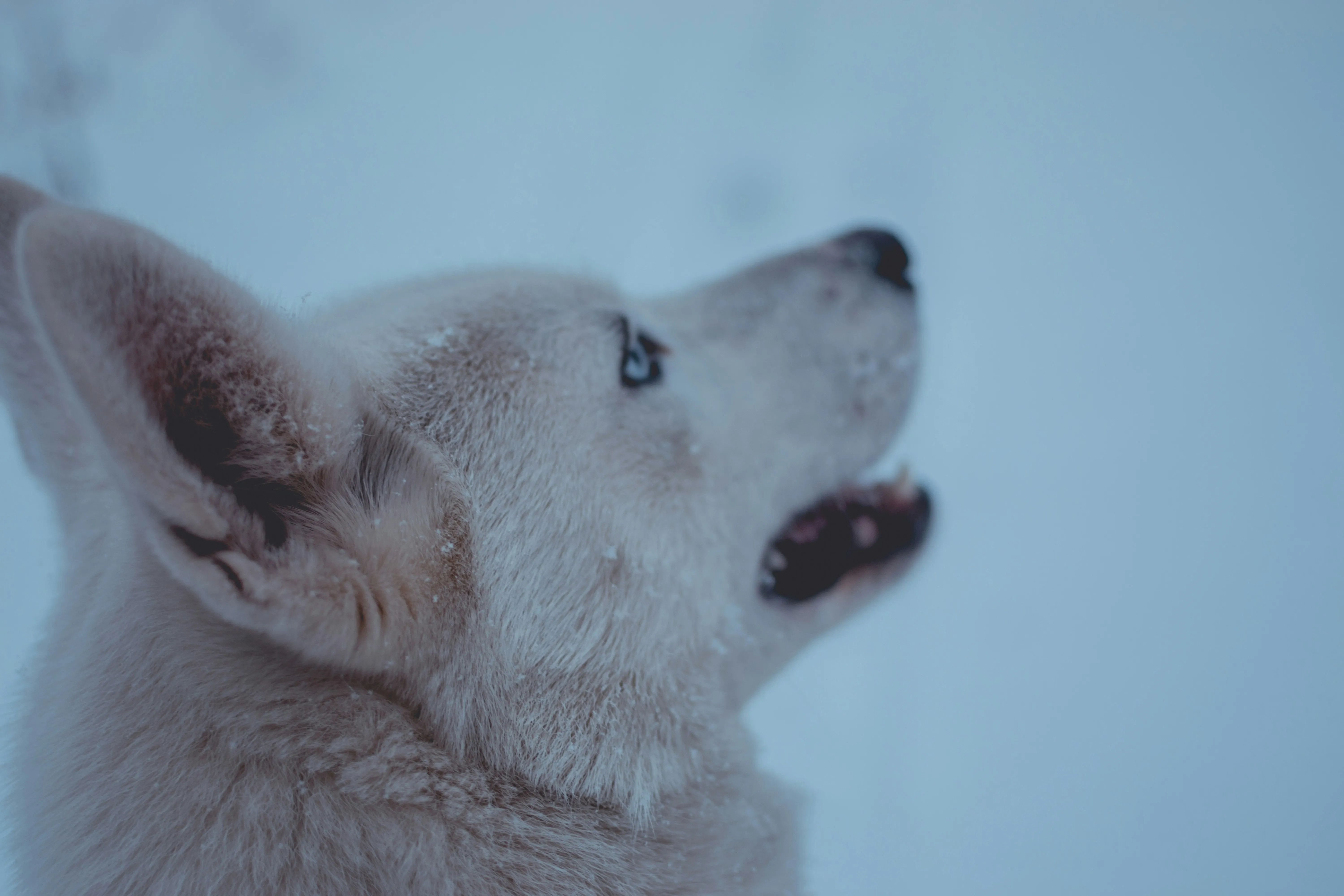 White Husky Dog Looking Up Toward Falling Snow Wallpaper
