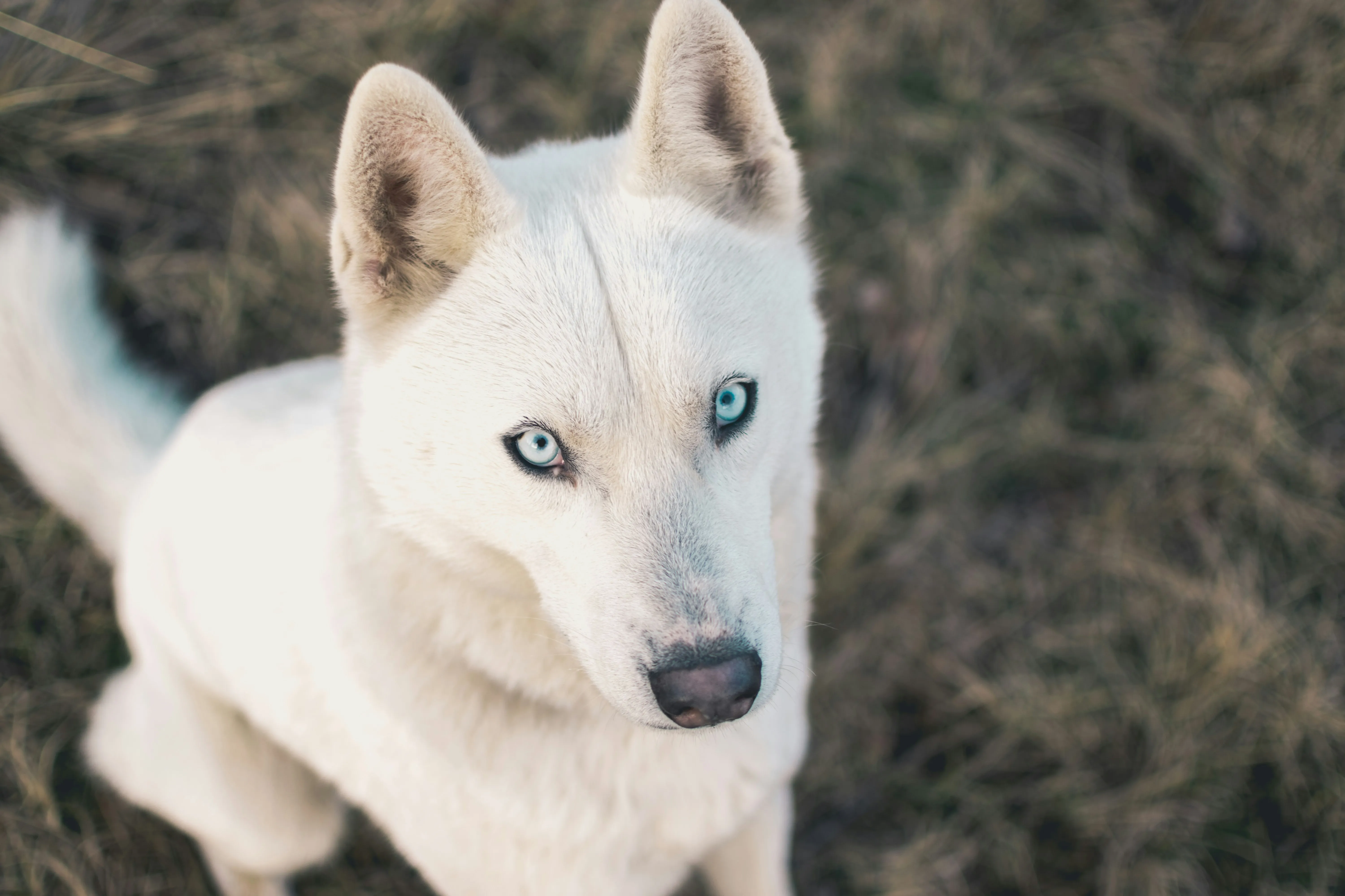 White Husky Showing Loyalty and Deep Connection Wallpaper