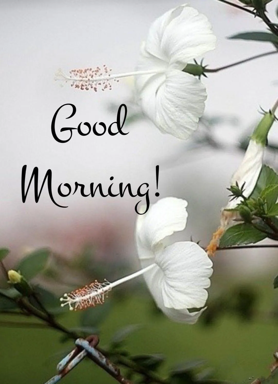 White Orchid Flower with Text Good Morning Wishes Wallpaper
