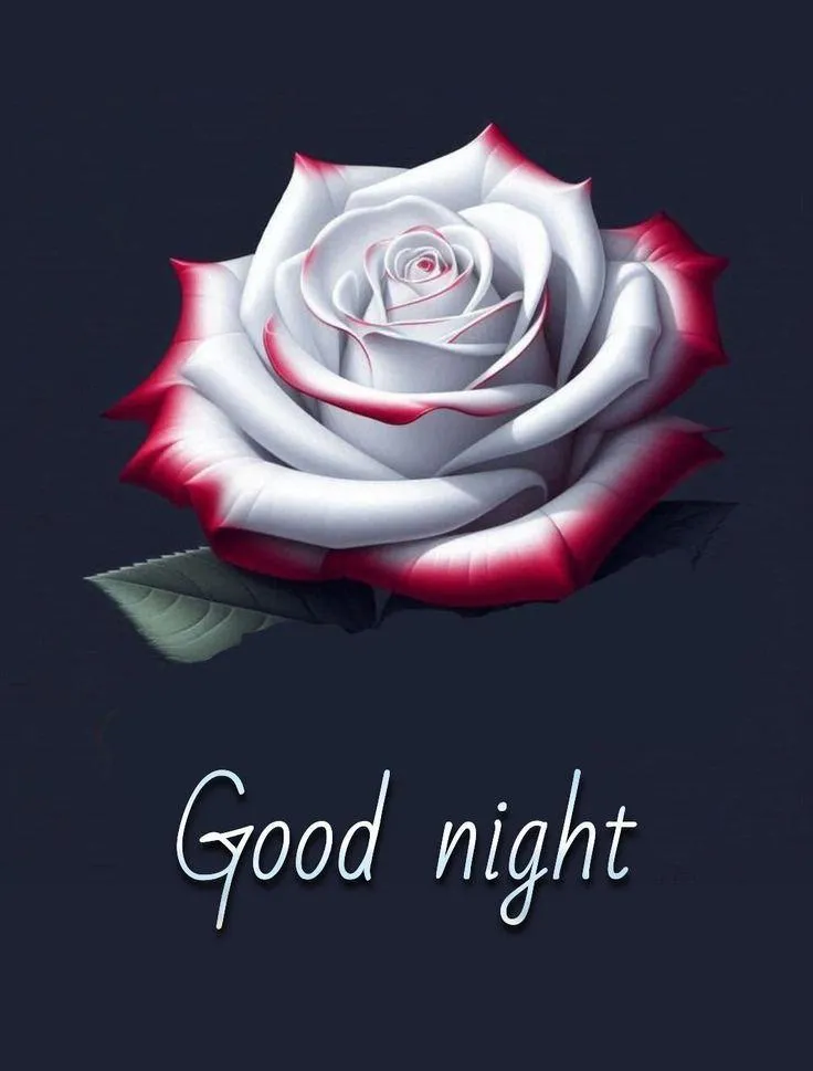 White Rose Closeup with Gentle Good Night Message