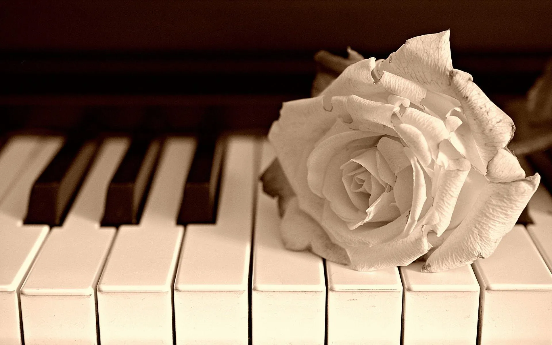 White Rose on Piano Symbolizing Romantic Memory Wallpaper