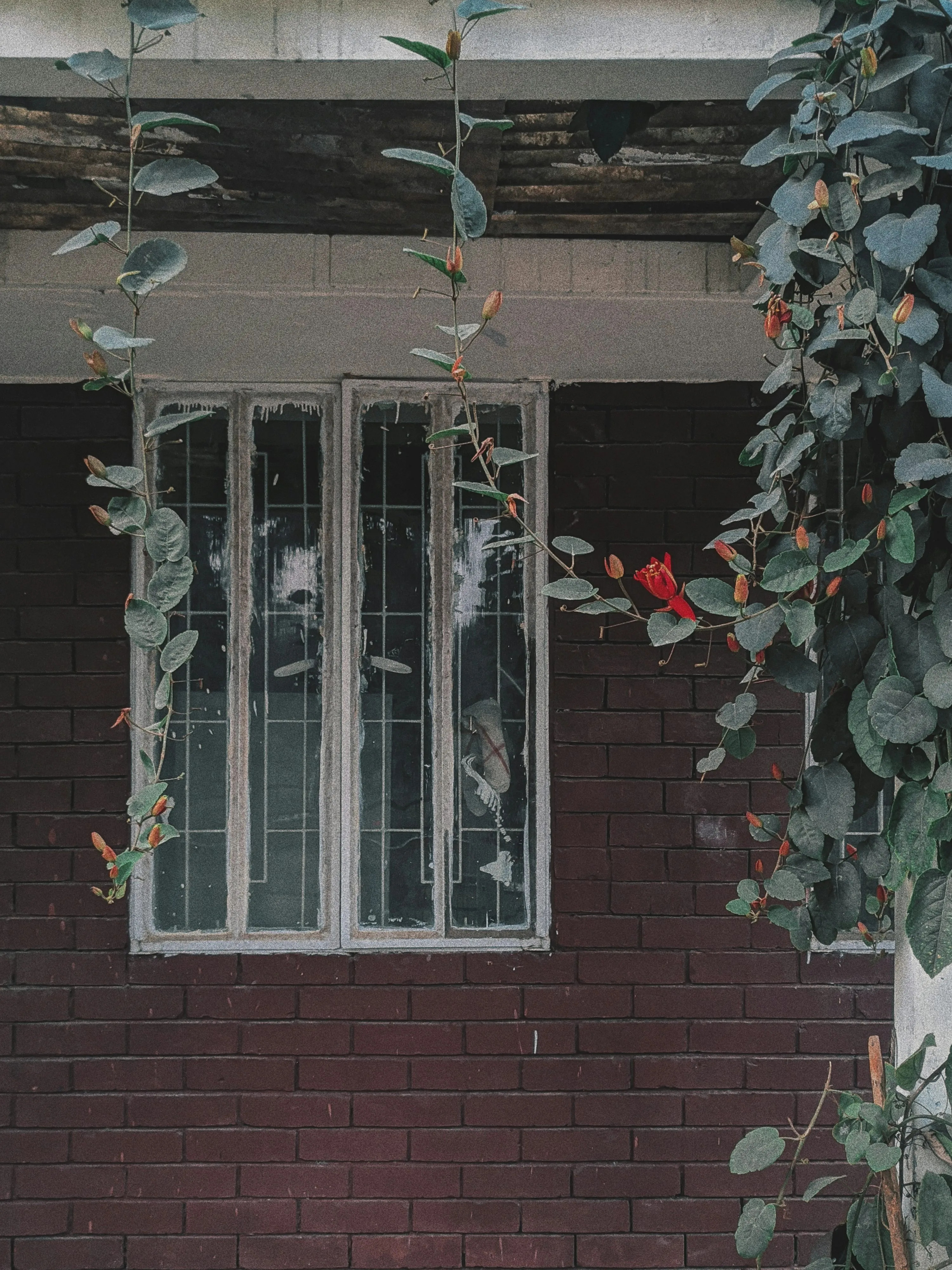 Window Framed by Flowers and Green Ivy Leaves Wallpaper