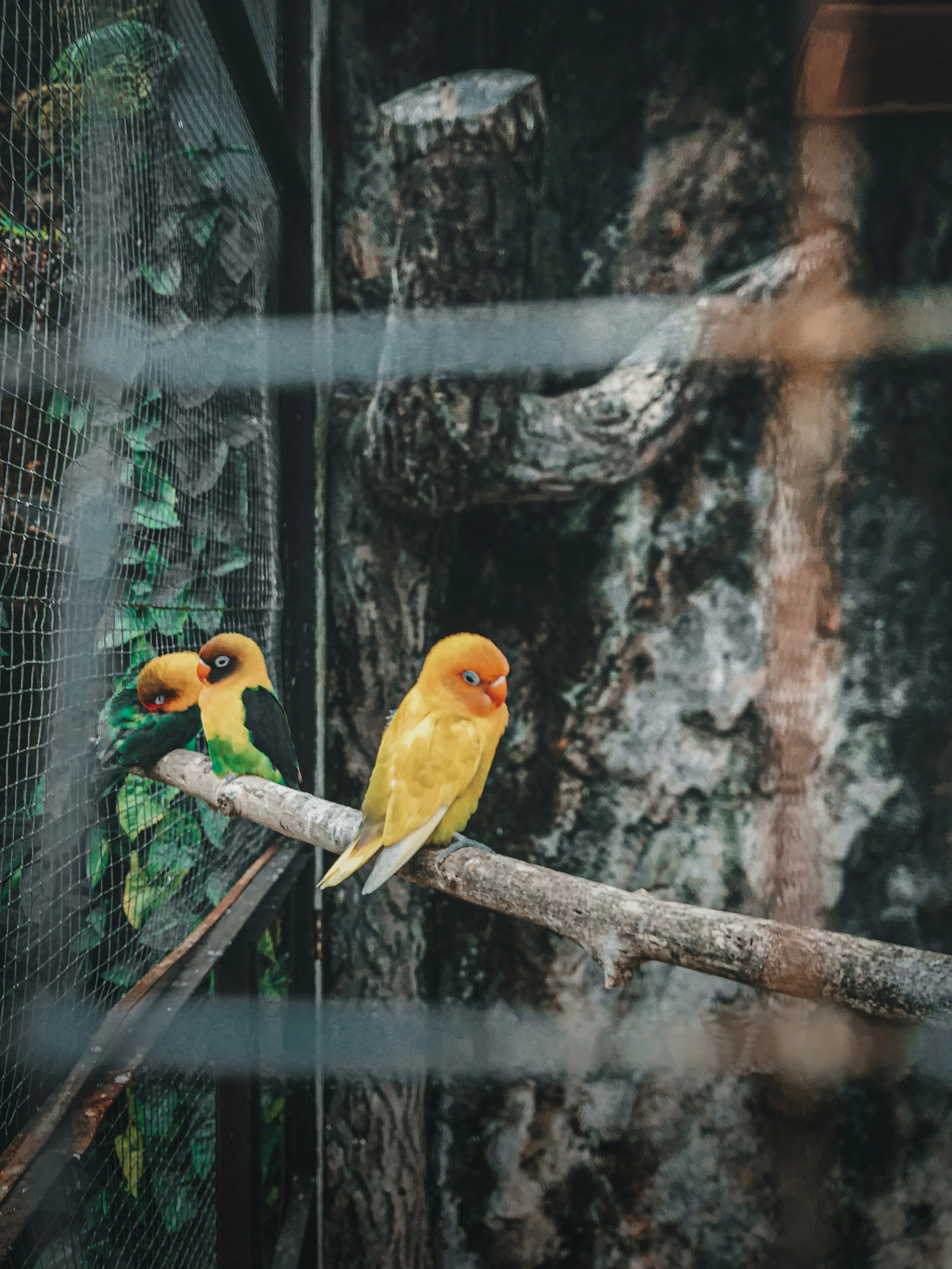 Yellow Bird Resting on Branch Inside Cage Light Wallpaper