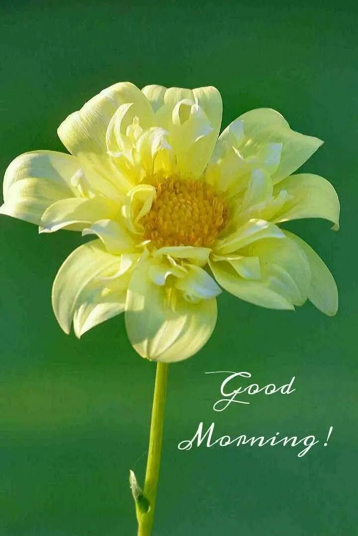 Yellow Bloom with Nature Message on Green Background