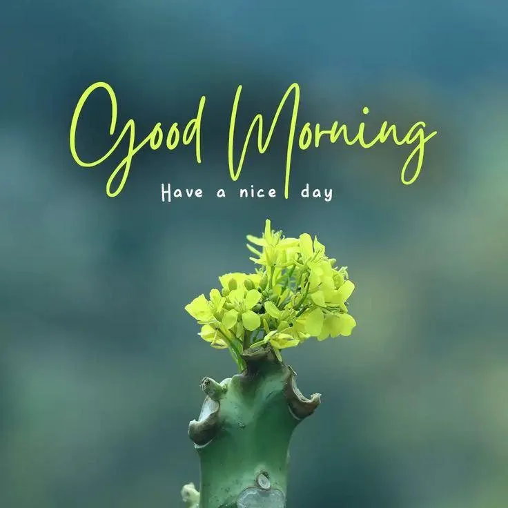 Yellow Flower Buds Under Sun Say Fresh Good Morning