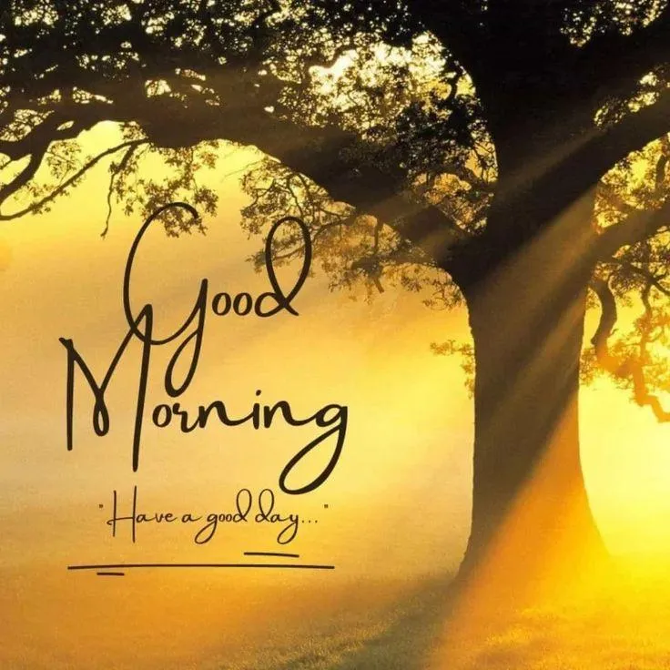 Yellow Morning Sunshine Through Peaceful Trees Image