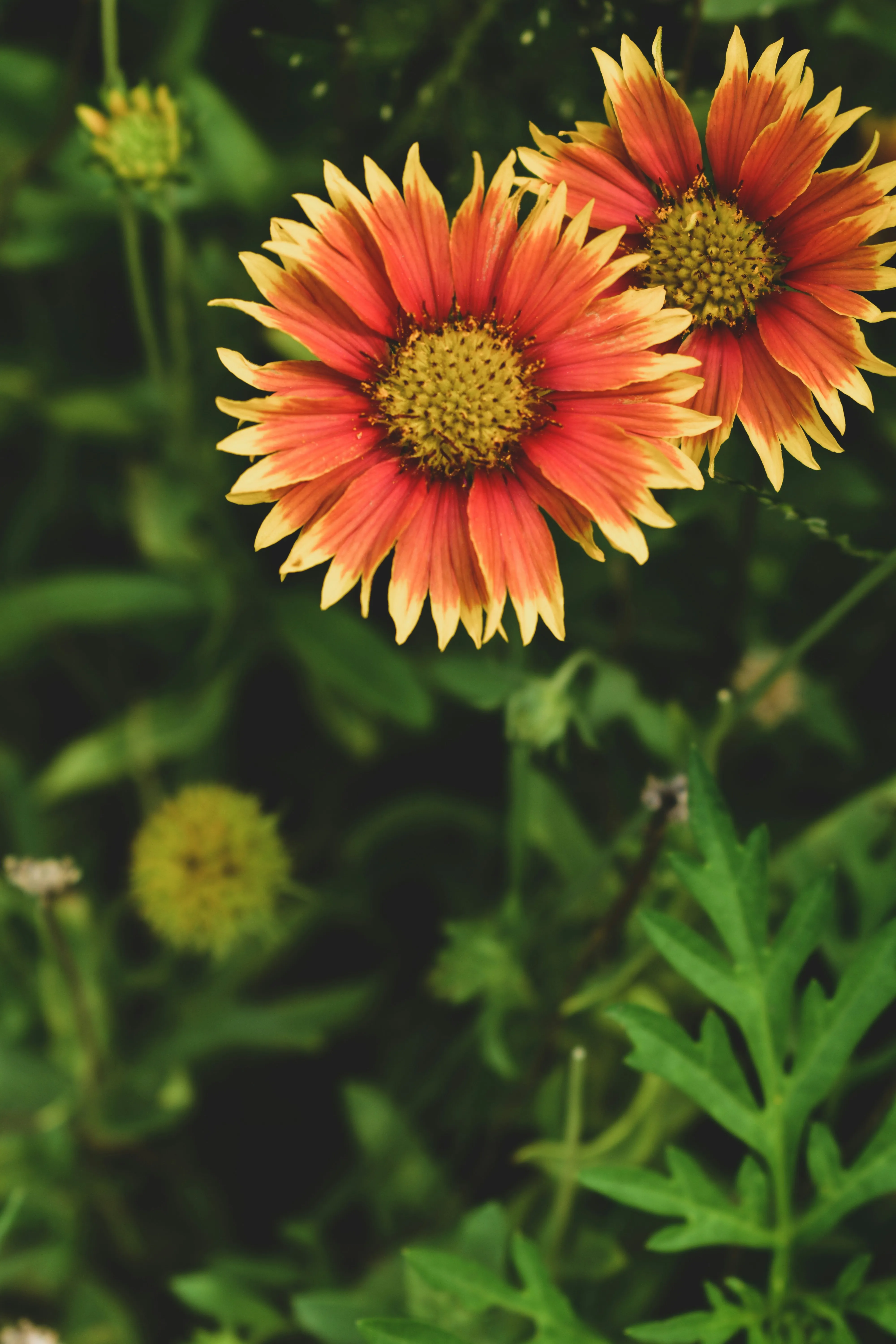 Yellow Wildflower Blooming Brightly in Garden Wallpaper