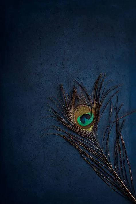 Single Peacock Feather Divine Symbol of Krishna Wallpaper