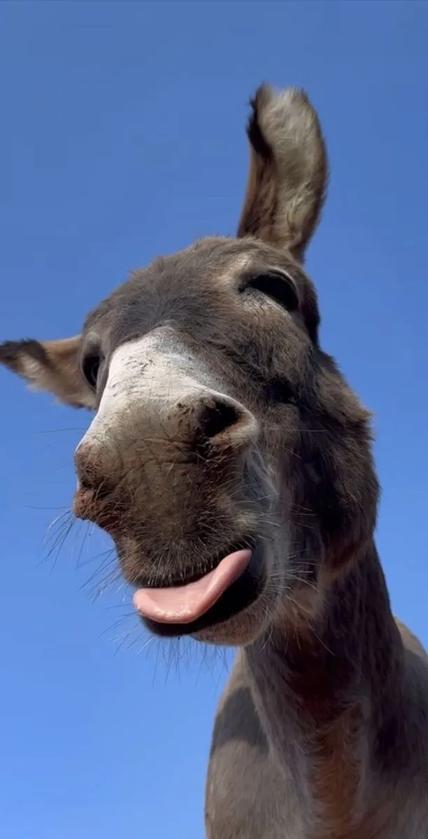 Funny Donkey Close Up Under Blue Sky Wallpaper