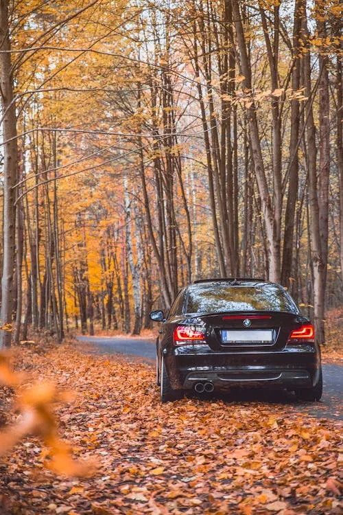 Bmw Driving Through Autumn Forest with Leaves on Ground