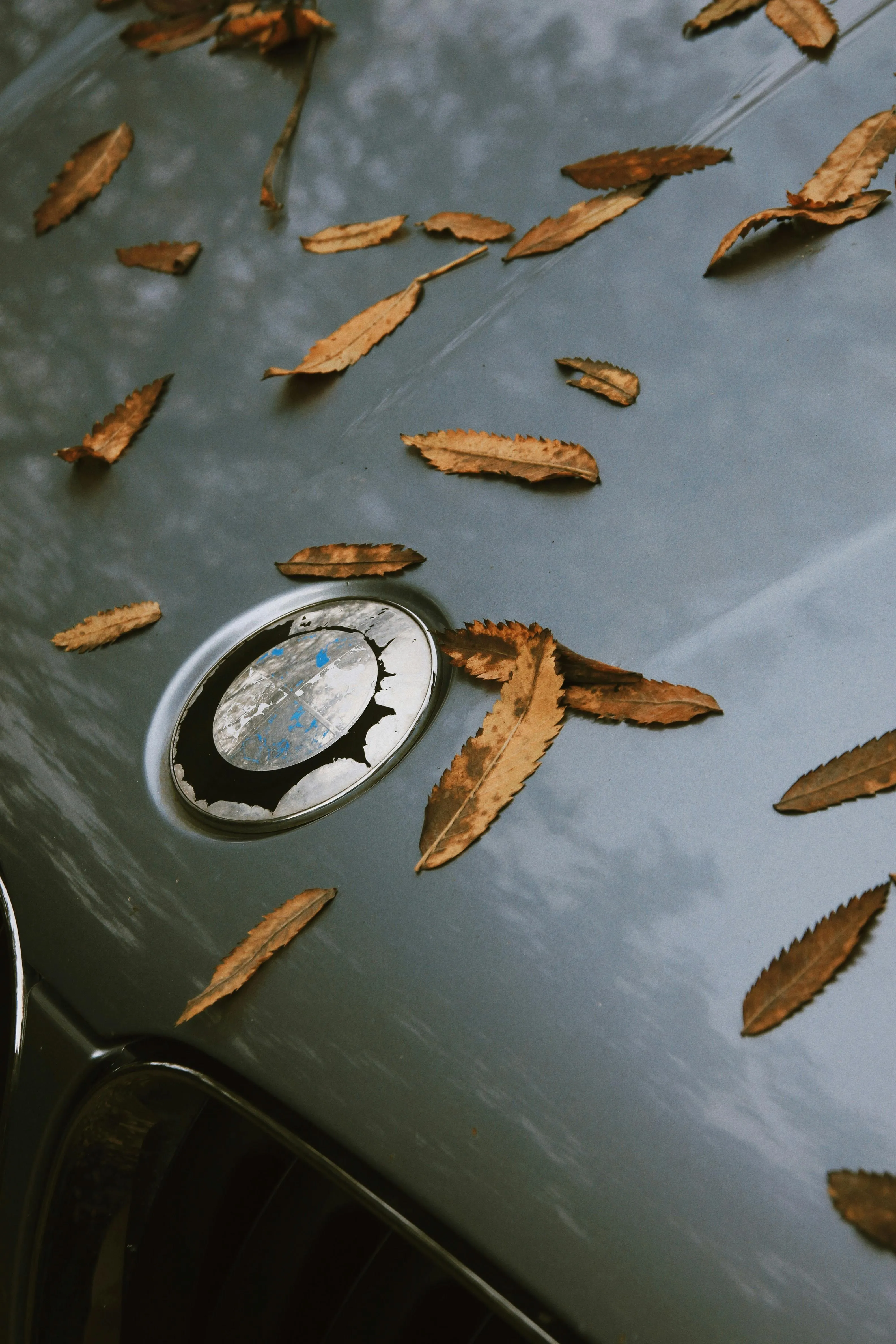 Bmw Hood Covered with Autumn Leaves and Closeup Emblem View