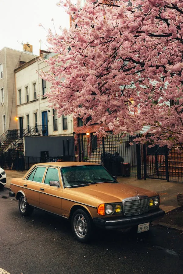 Classic Yellow Mercedes Benz by Blooming Cherry Tree