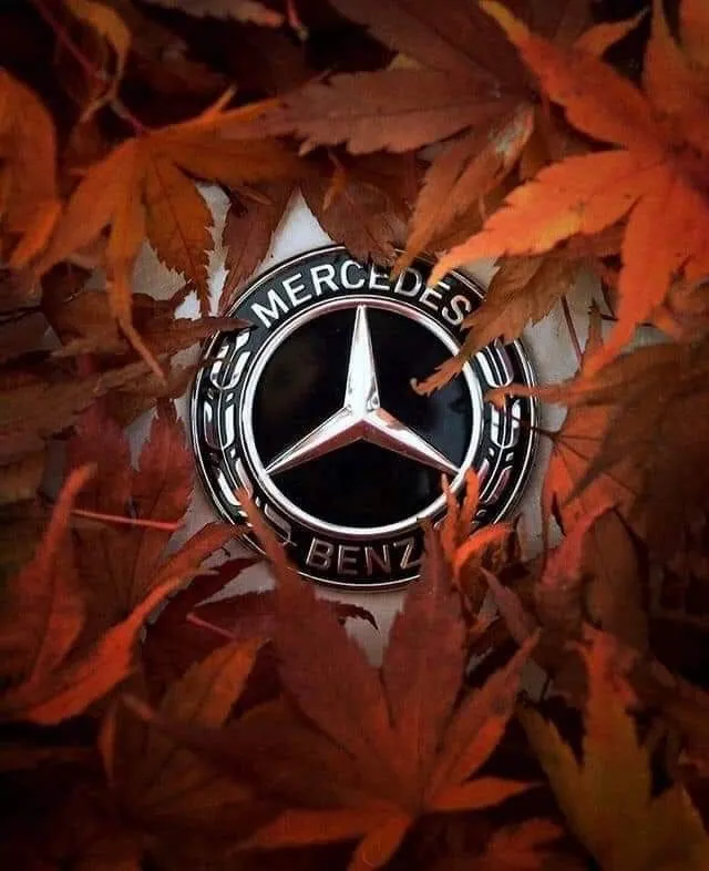 Mercedes Benz Emblem Surrounded by Autumn Colored Leaves
